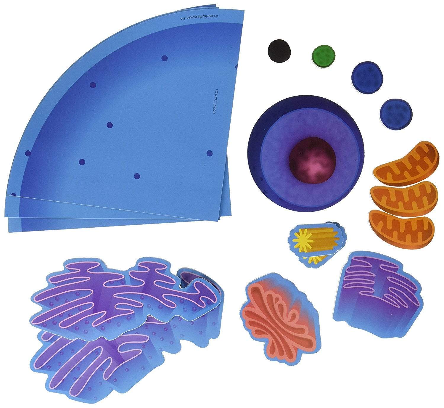 Giant Magnetic Animal Cell Model - 3D Science Biology Learning Tool for Classroom & Homeschool Education | Hands-on STEM Teaching Aid for Kids & Students