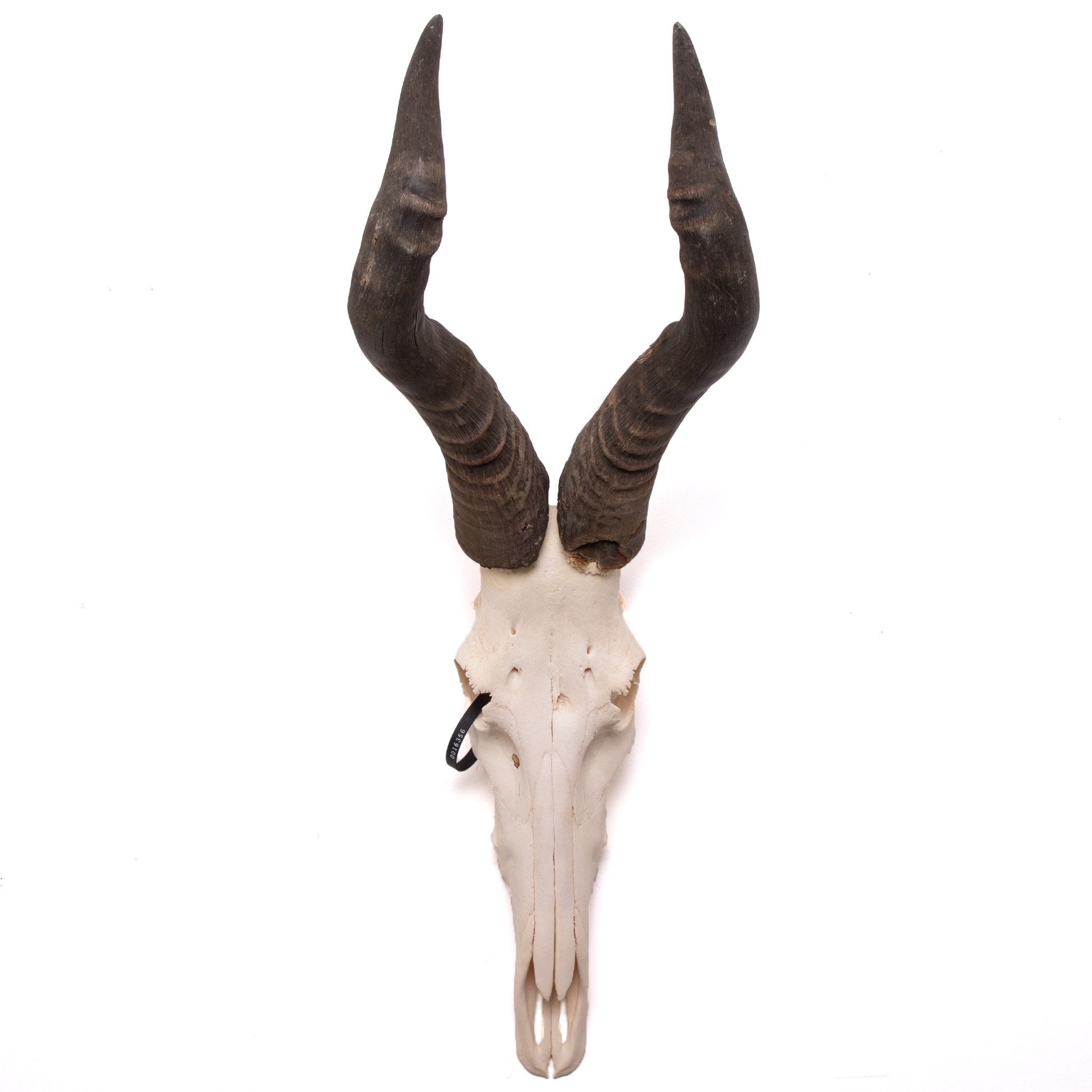 Real Hartebeest Skull - Genuine African Taxidermy Decor for Hunting Lodge, Cabin & Gothic Home Decor | Unique Wall Mount Trophy for Safari Theme Rooms