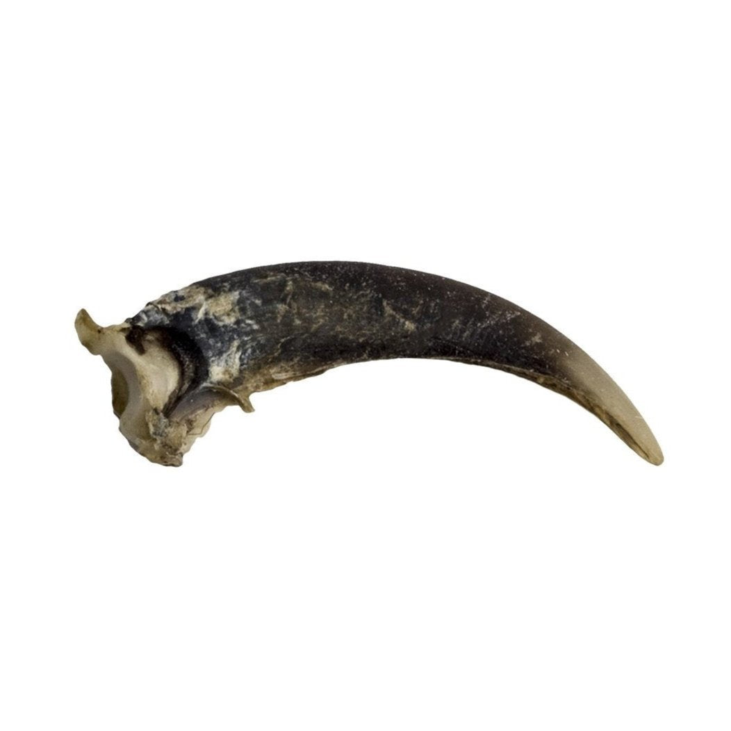 Real Woodchuck Claw - Authentic Handcrafted Woodworking Tool for Carving & Whittling | Perfect for DIY Projects, Camping, and Outdoor Survival Gear
