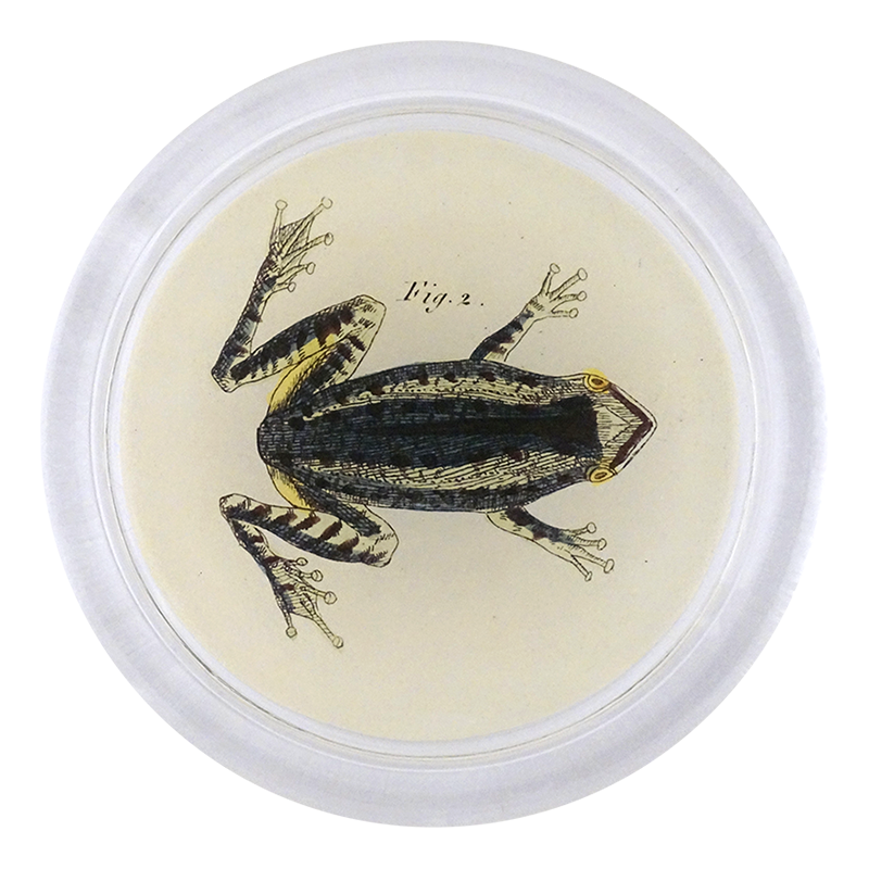 4C Green Frog Figurine - 2 Pack PNG File for Digital Scrapbooking, Party Decorations, and DIY Crafts