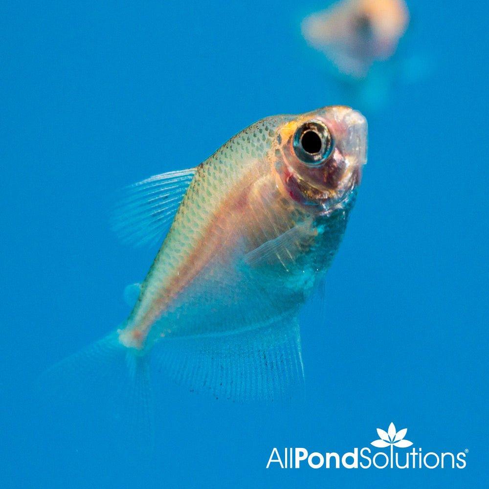 White Skirt Tetra Fish - Live Freshwater Aquarium Fish for Tropical Tanks, Community Aquariums & Home Fish Tanks - Perfect for Beginners & Aquascaping Enthusiasts