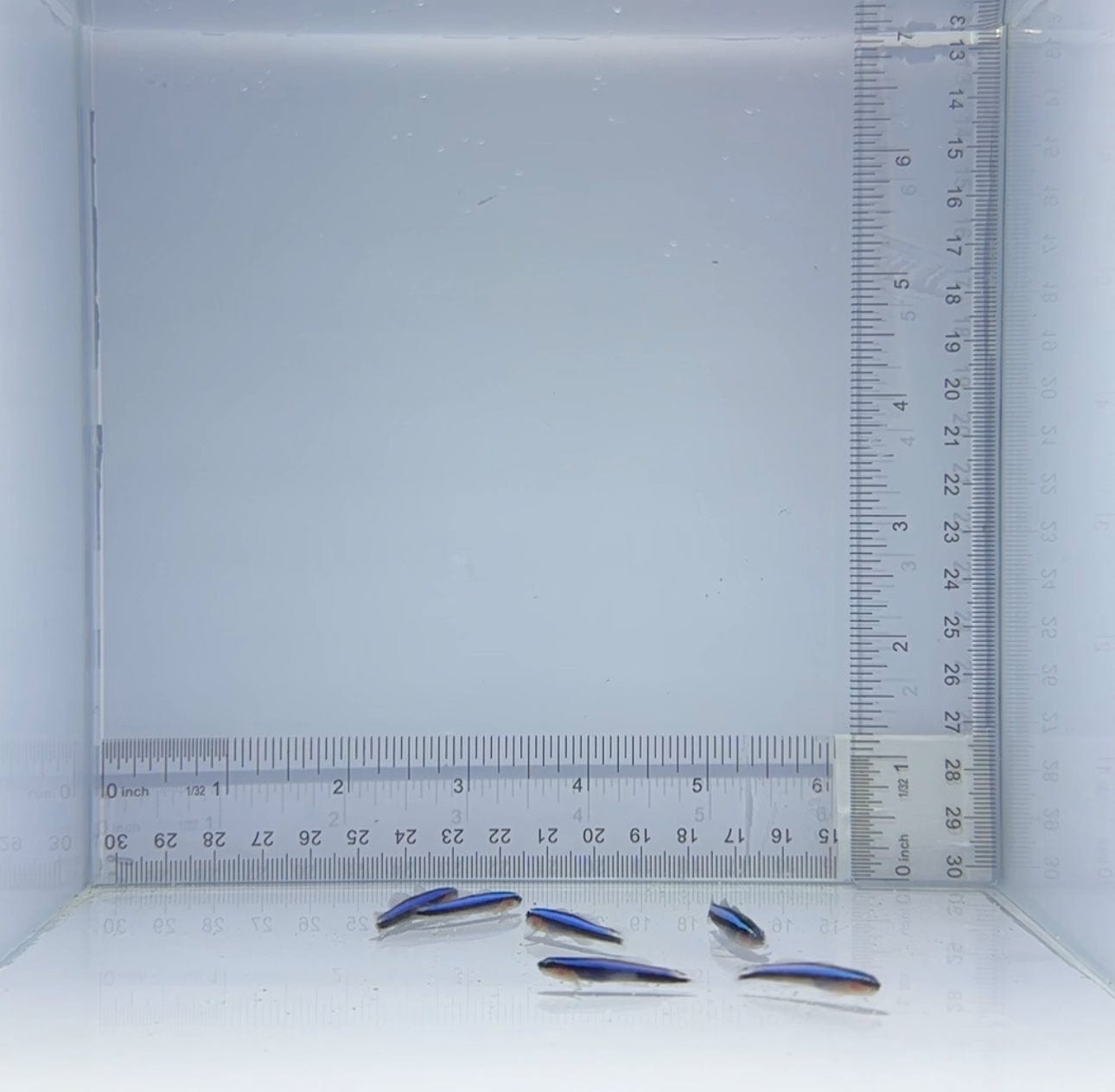 Captive Bred Blue Line Cleaner Goby Fish for Saltwater Aquariums - Perfect for Reef Tanks and Marine Fish Health Maintenance