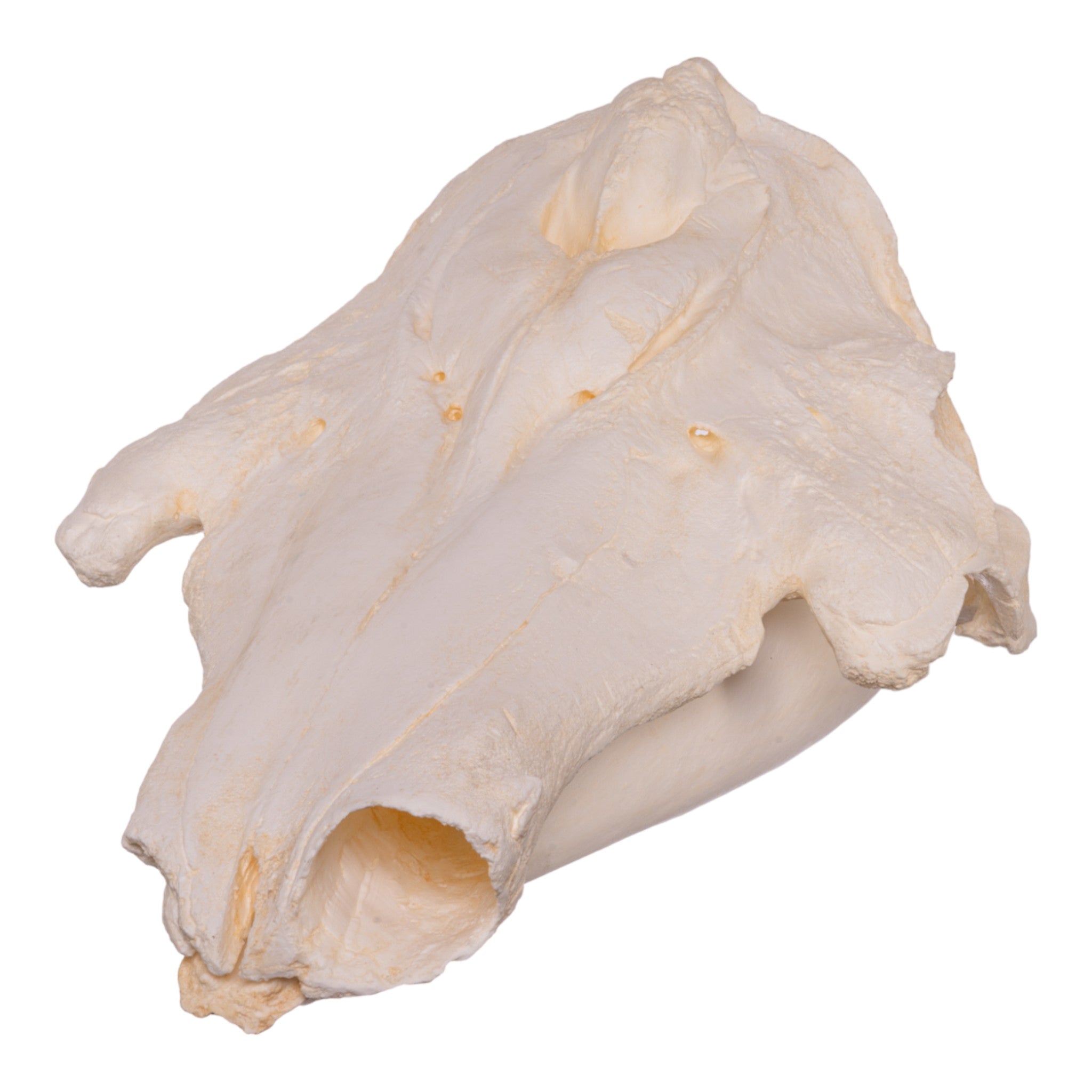 Replica Narwhal Skull - Lifelike Museum-Quality Narwhal Whale Skull Decor for Home, Office & Marine Biology Enthusiasts - Perfect for Coastal Themed Decor, Educational Displays & Unique Gift Ideas
