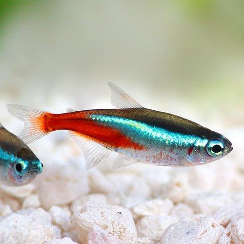 Neon Tetra Fish (Paracheirodon innesi) - Vibrant Aquarium Fish for Freshwater Tanks | Perfect for Community Aquariums & Home Decor