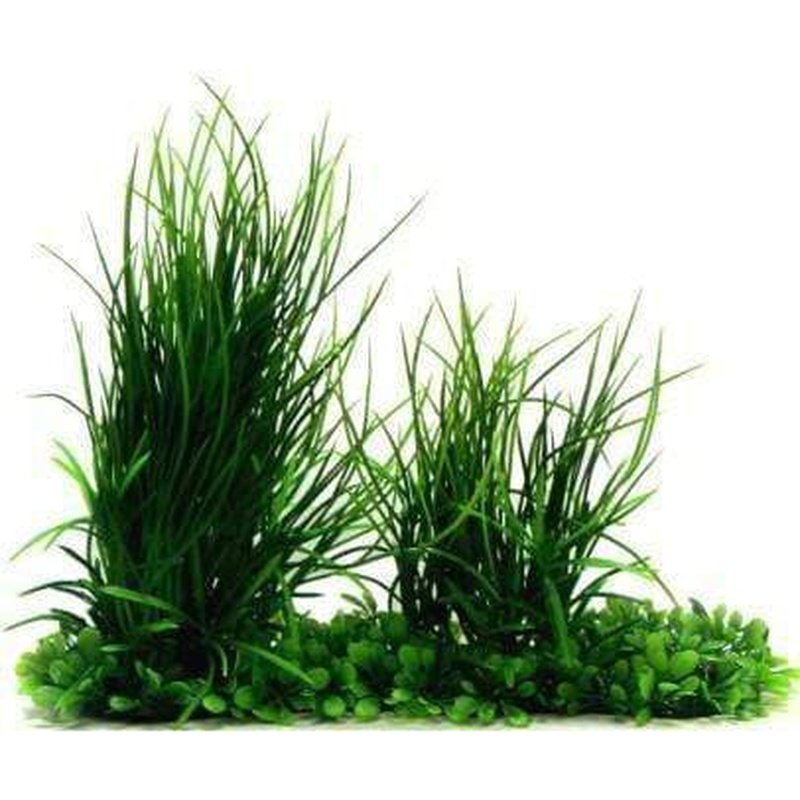 Amazon Jungle Phoenix Grass & Mini Hygro Pad - Premium Aquatic Plants for Fish Tanks, Aquascaping & Terrariums - Perfect for Aquarium Decor, Shrimp Tanks & Water Gardens