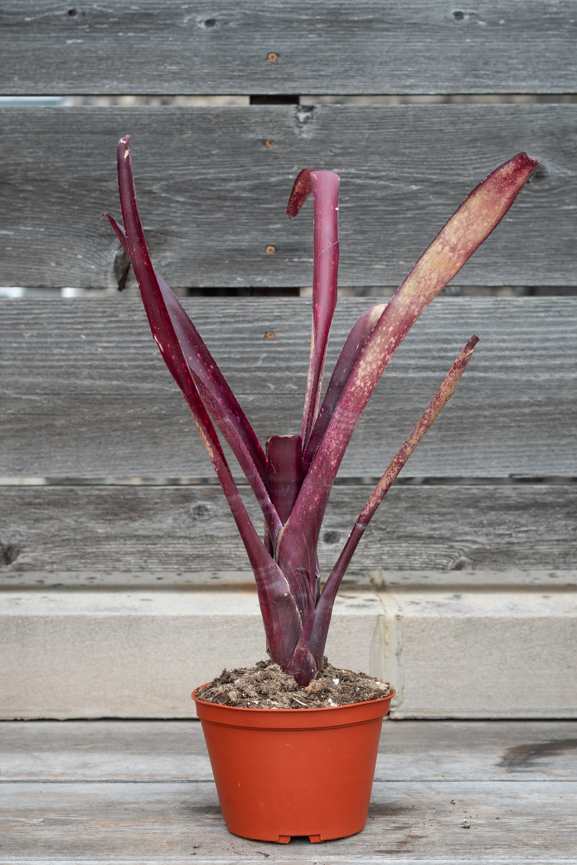 Billbergia 'Flamenco' - 6 Inch Exotic Bromeliad Plant for Home & Office Decor | Perfect for Indoor Gardens, Tropical Displays, and Gift Giving