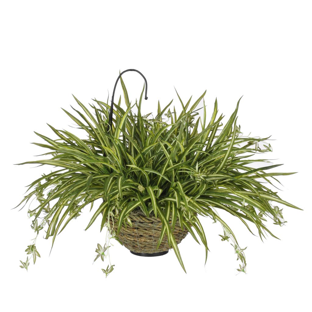 House of Silk Flowers Artificial Spider Plant in Natural Water Hyacinth Hanging Basket - Perfect for Indoor Decor, Office Spaces, and Living Room Greenery