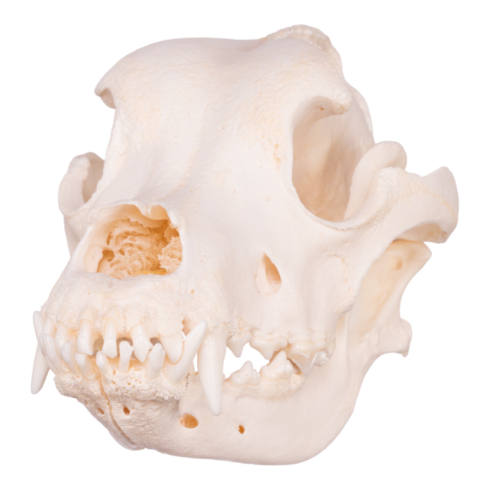 Authentic Saint Bernard Dog Skull - Real Domestic Canine Specimen for Veterinary Study, Taxidermy & Gothic Decor
