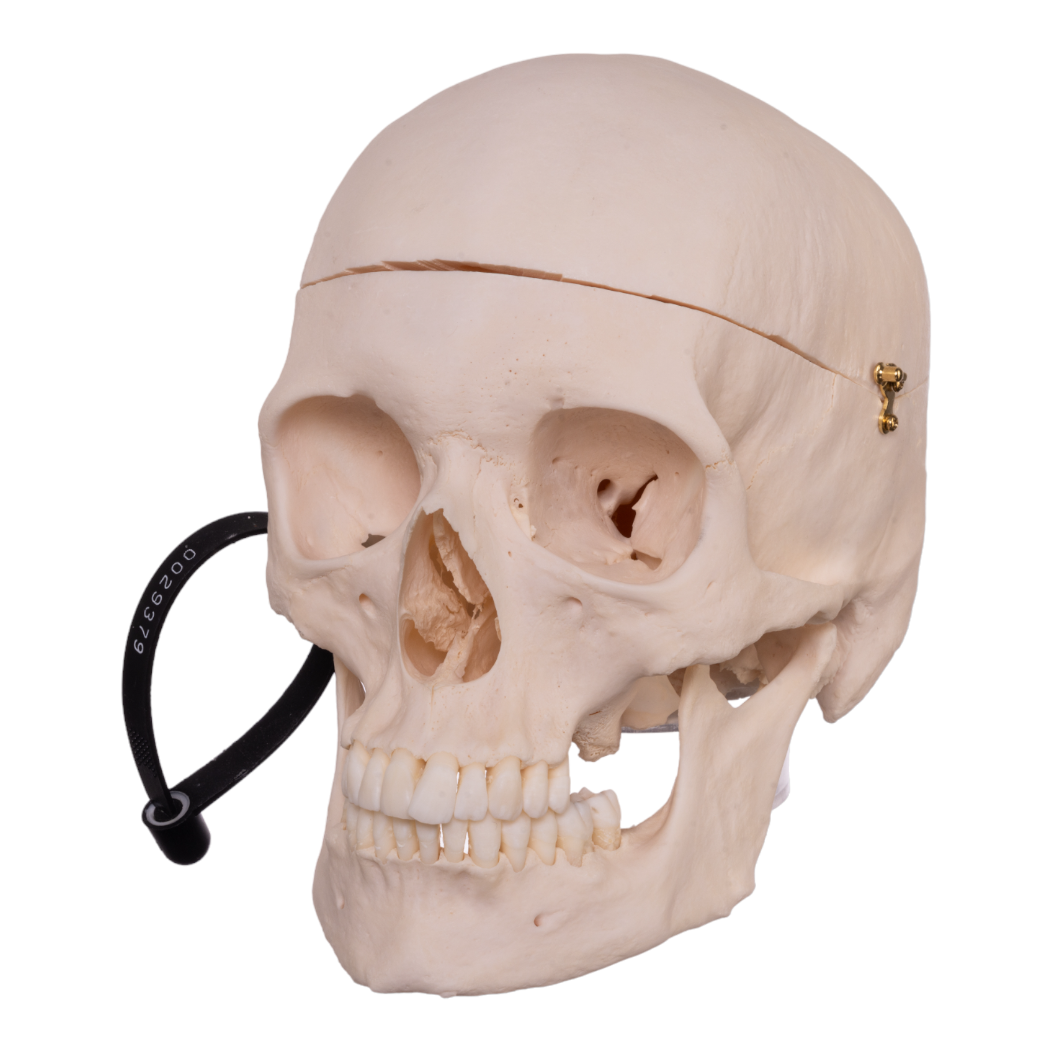 Premium Anatomical Human Skull Model - Medical Research, Student Study & Halloween Decor - Realistic Detailed Replica for Doctors, Teachers & Collectors