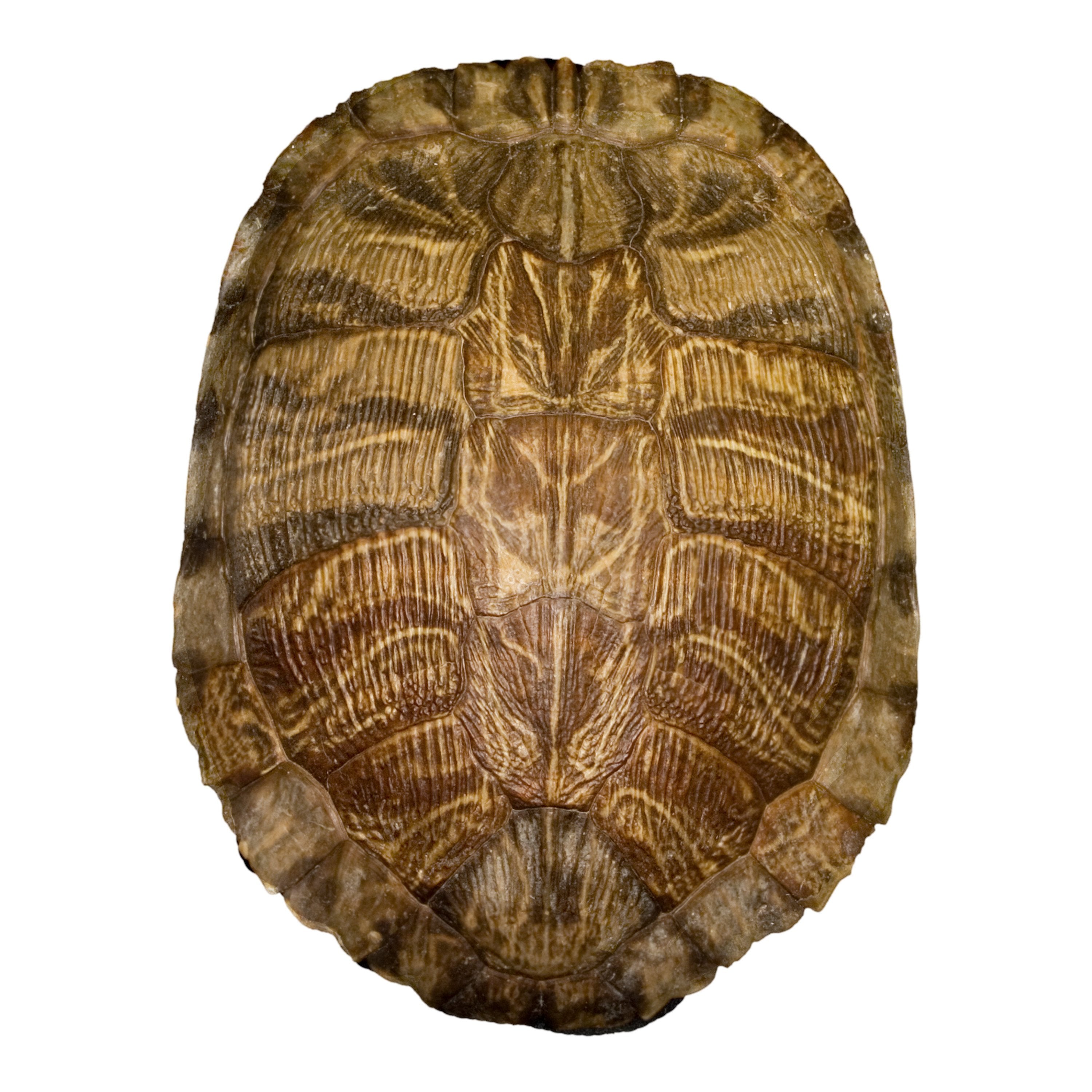 Authentic Real Pond Turtle Shell for Sale - Natural Turtle Shell Decor, Crafts & Collectibles | Perfect for Home Decor, Aquarium Displays & Educational Projects