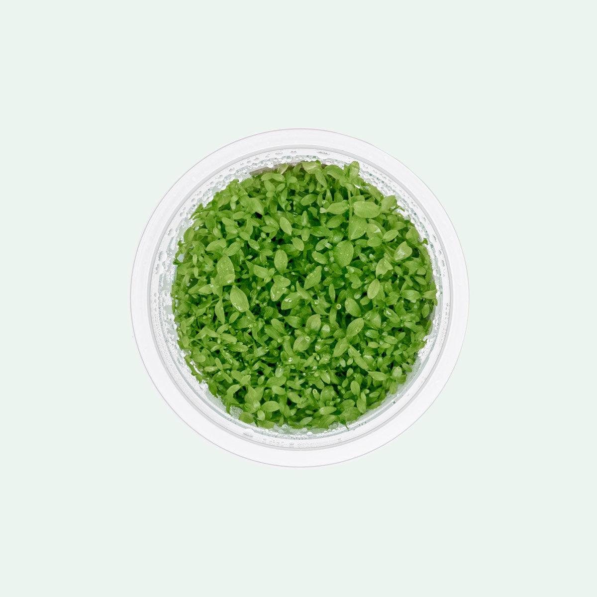 Micranthemum 'Monte Carlo' Aquatic Plant for Freshwater Aquariums - Perfect for Carpeting, Foreground Planting & Nano Tanks