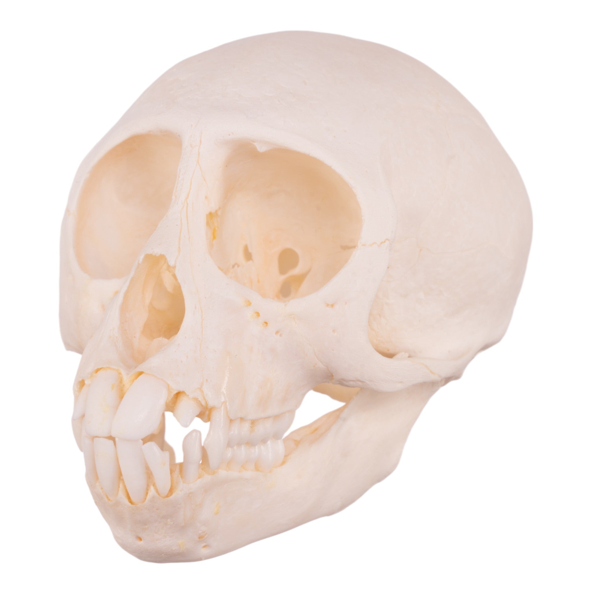 Authentic Vervet Monkey Skull - Adolescent Specimen for Collectors, Anthropology Study & Gothic Decor | Rare Primitive Animal Skull for Taxidermy, Science Education & Oddity Display
