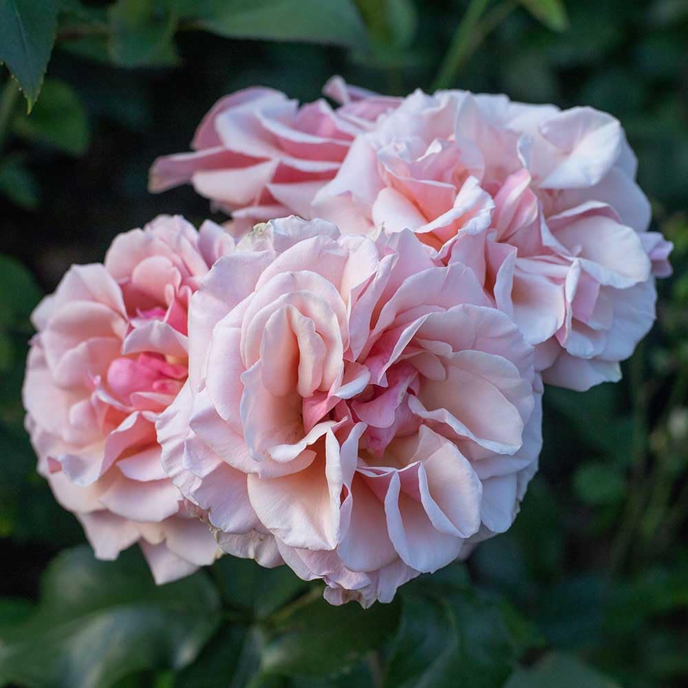 Heirloom Roses Mother of Pearl® Pink Grandiflora Rose Bush - Live Outdoor Flowering Plant for Gardens, Landscaping & Wedding Decorations