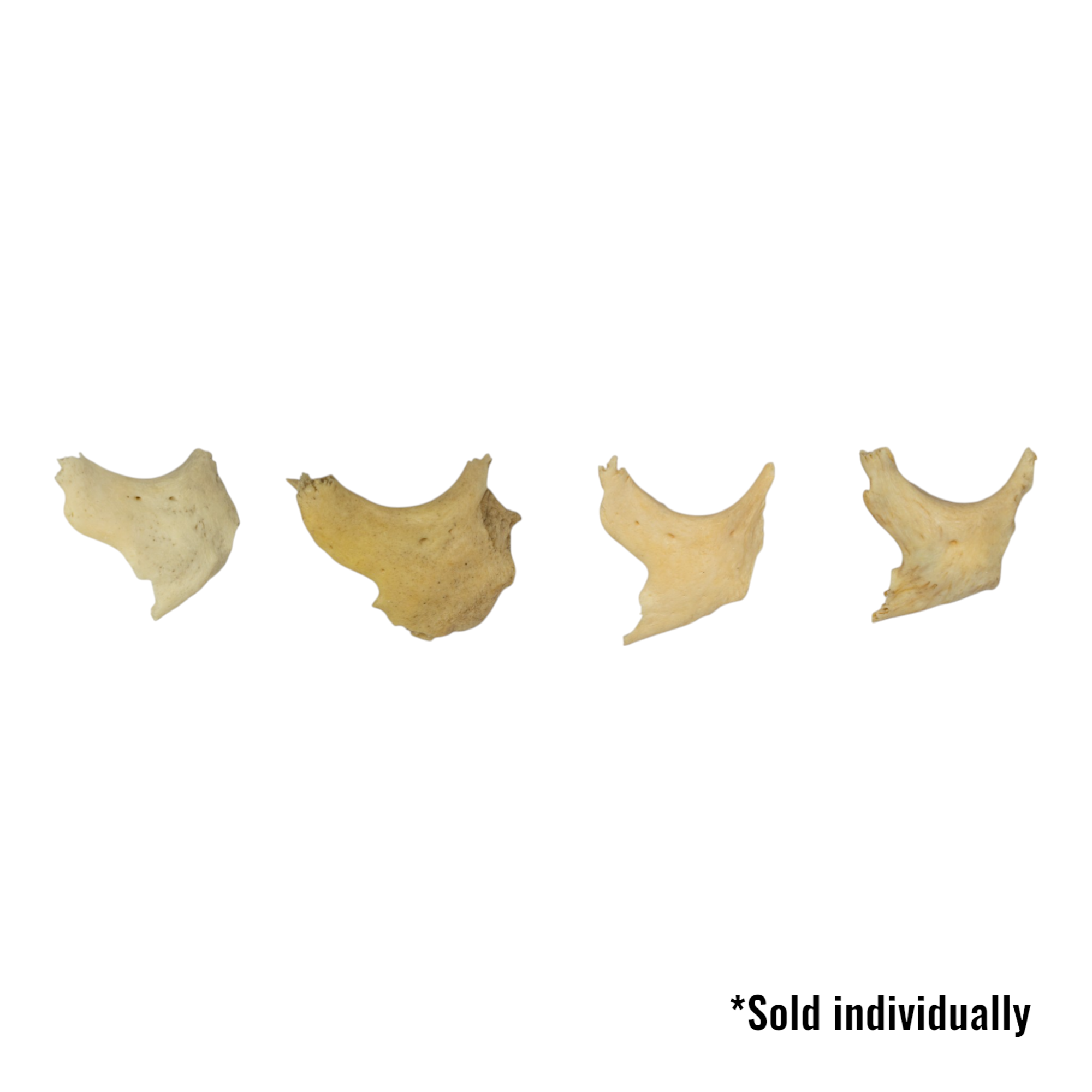 Authentic Human Zygomatic Bone - Single Specimen for Medical Study, Anatomy Education & Forensic Research | Ideal for Medical Students, Doctors & Science Enthusiasts