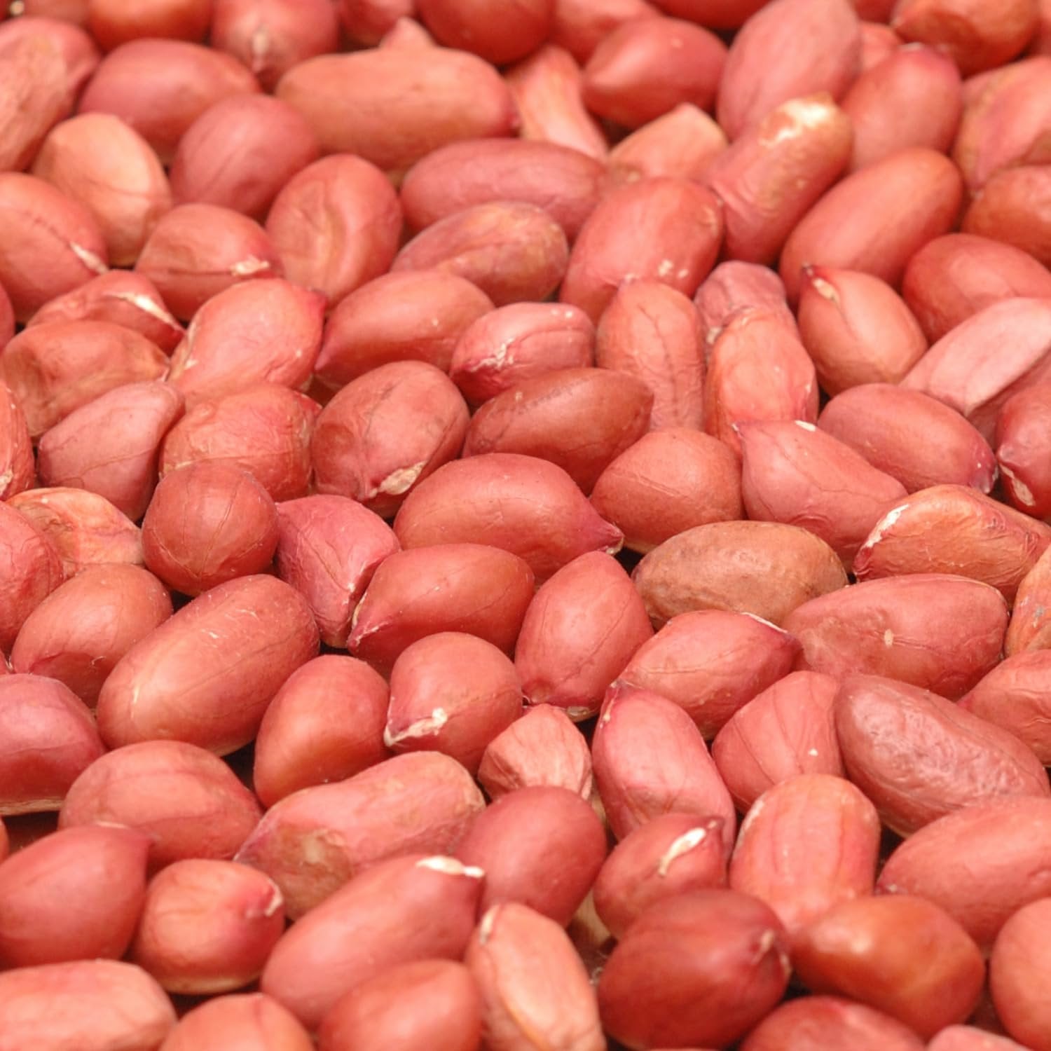 Premium Roasted Unsalted Redskin Peanuts - Crunchy & Healthy Snack for Parties, Hiking & Office - Non-GMO, Gluten-Free, Vegan-Friendly