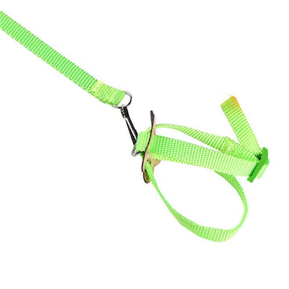 Adjustable Parrot Harness & Leash - Outdoor Training Rope with Anti-Bite Design, Flying Band & Walking Lead for Small to Medium Birds (Green) - Perfect for Park Adventures, Backyard Training & Safe Outdoor Flights