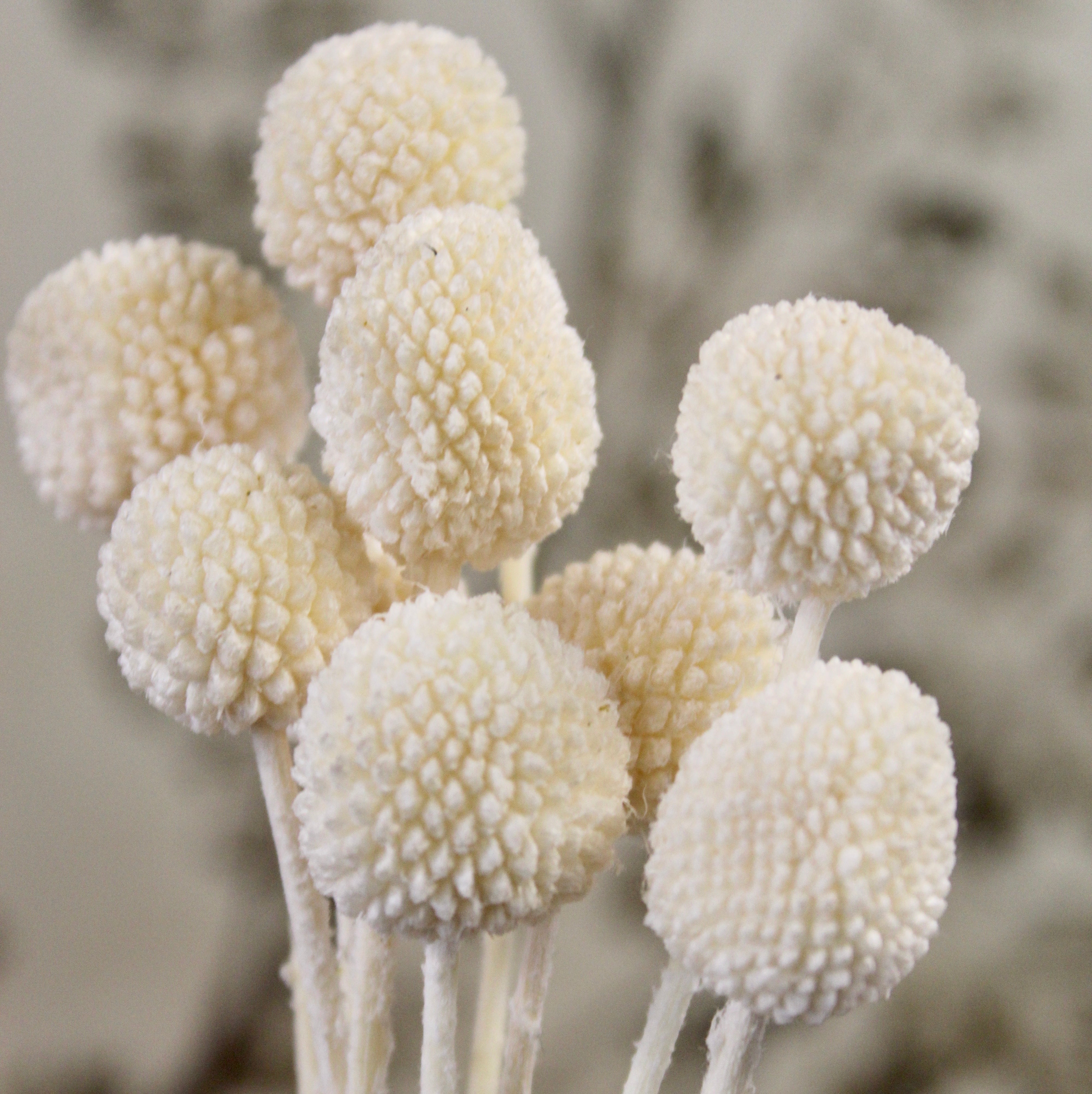 Premium Dried Craspedia Flowers Bulk - Natural Yellow Billy Balls for Wedding Bouquets, Home Decor, and DIY Floral Arrangements