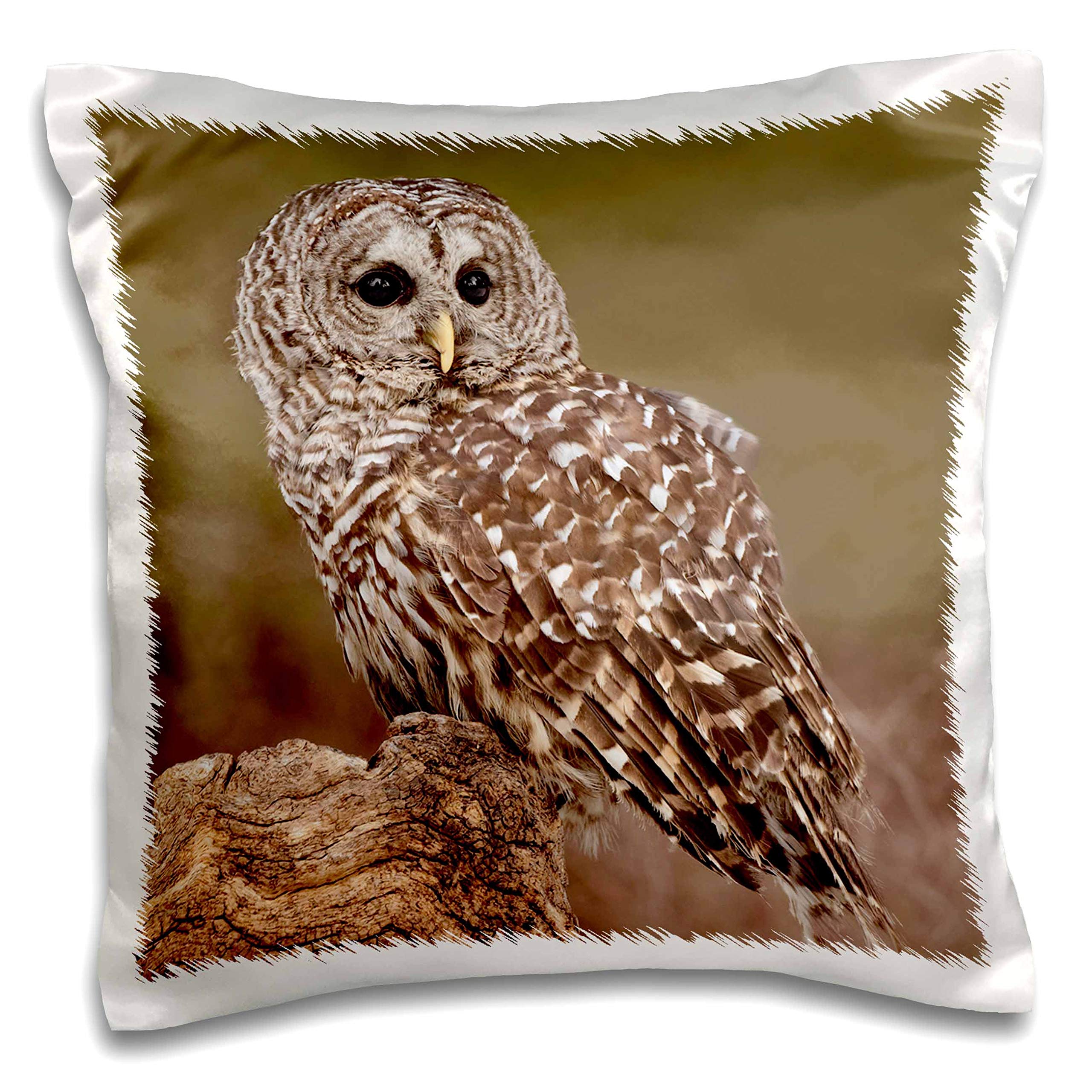 3D Rose Danita Delimont Barred Owl Strix Varia Captive Montana 16x16 Inch Decorative Pillow Case - Perfect for Home Decor, Living Room Throw Pillow, Bedroom Accent, Gift for Owl Lovers