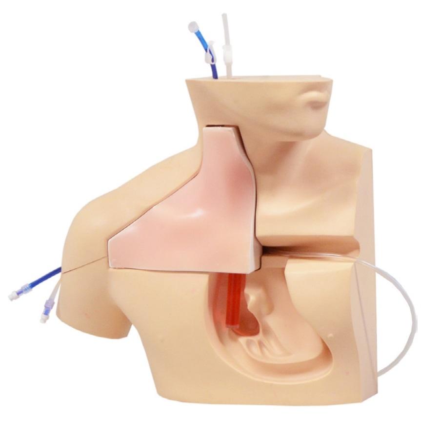 CVC Insertion Simulator III - Medical Training Device for Central Venous Catheter Practice | Perfect for Nursing Students, Doctors & Healthcare Professionals