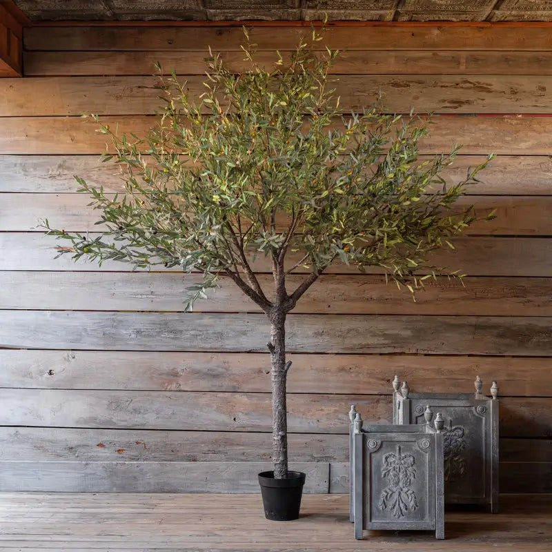 Premium Olive Tree for Sale - Mature Potted Olive Tree for Home Garden, Patio, and Landscaping - Perfect for Mediterranean Style Decor and Outdoor Greenery