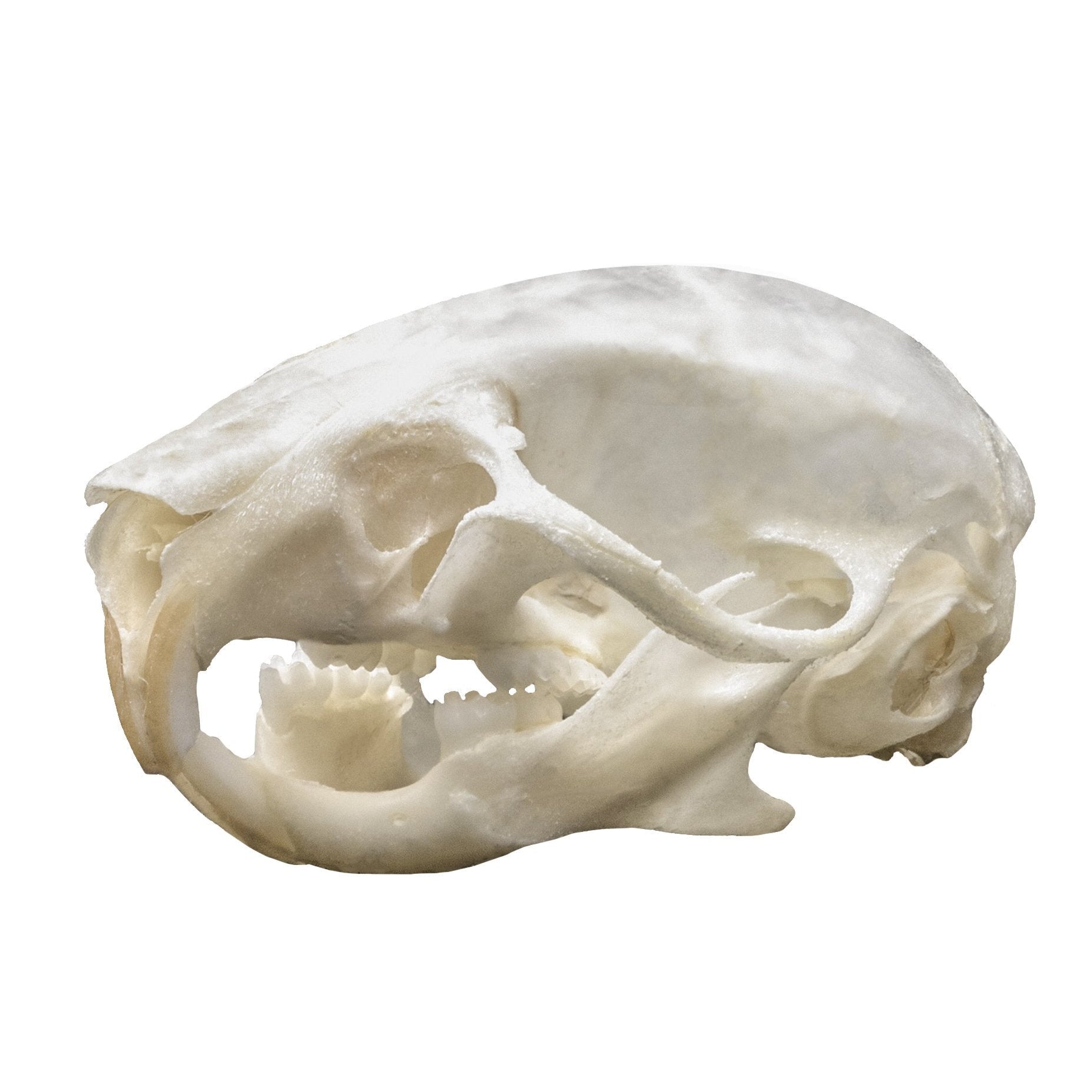 Authentic Real Mouse Skull Specimen - Taxidermy Oddity for Science Education, Gothic Decor & Halloween Props | Perfect for Biology Classrooms, Horror Displays & Dark Aesthetic Collections
