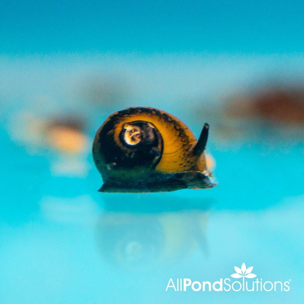 Clithon Corona Yellow Horn Snail - Freshwater Aquarium Snail for Algae Control | Perfect for Planted Tanks & Nano Aquariums