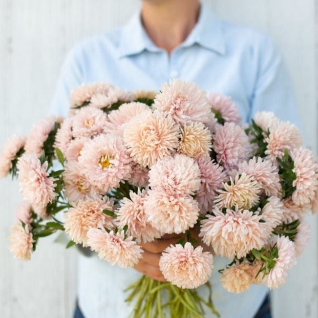 Apricot Aster - Beautiful and Vibrant Floral Decor for Home, Wedding, and Garden | Perfect for Bouquets, Centerpieces, and Landscaping