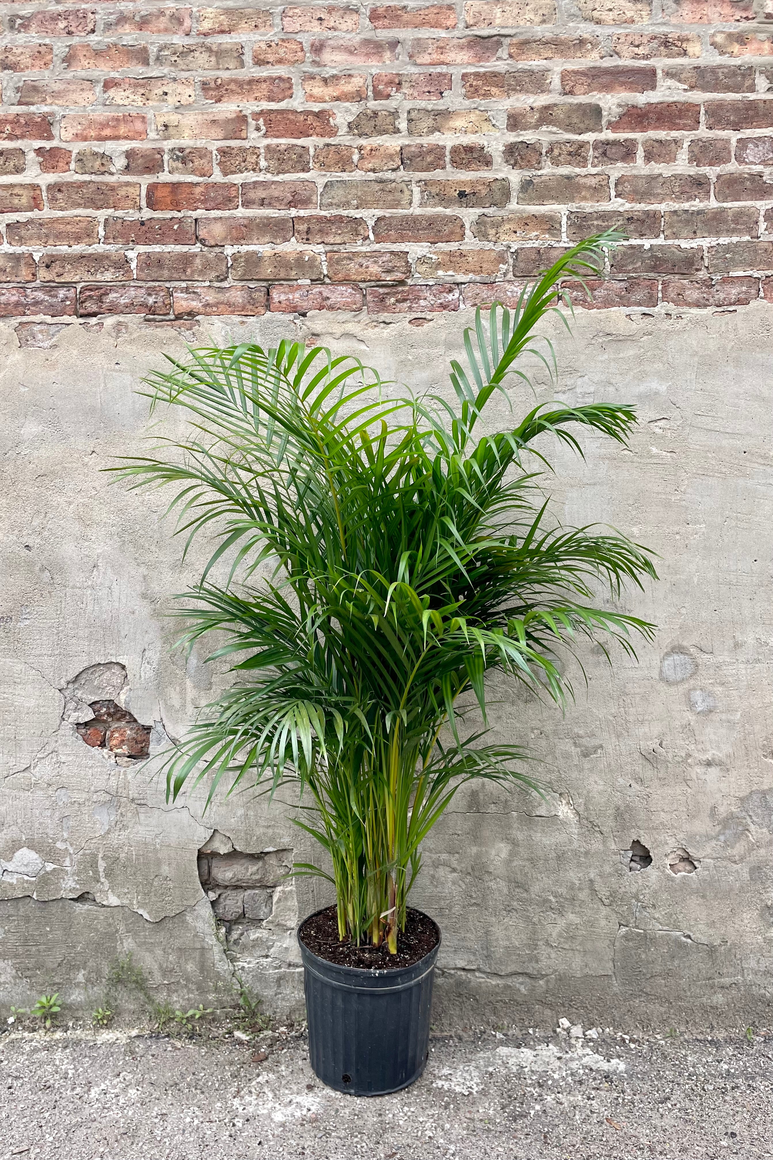 Chrysalidocarpus Lutescens Areca Palm - 12