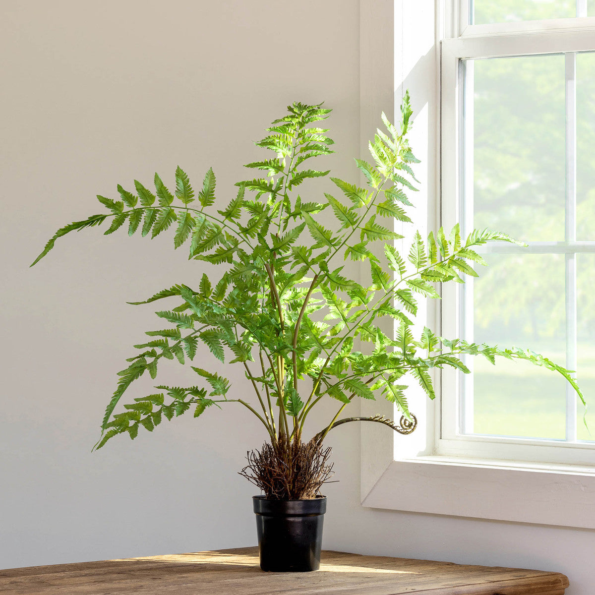 Forest Fern Plant in Growers Pot - Live Indoor Houseplant for Home & Office Decor - Perfect for Living Room, Bathroom, or Low Light Spaces