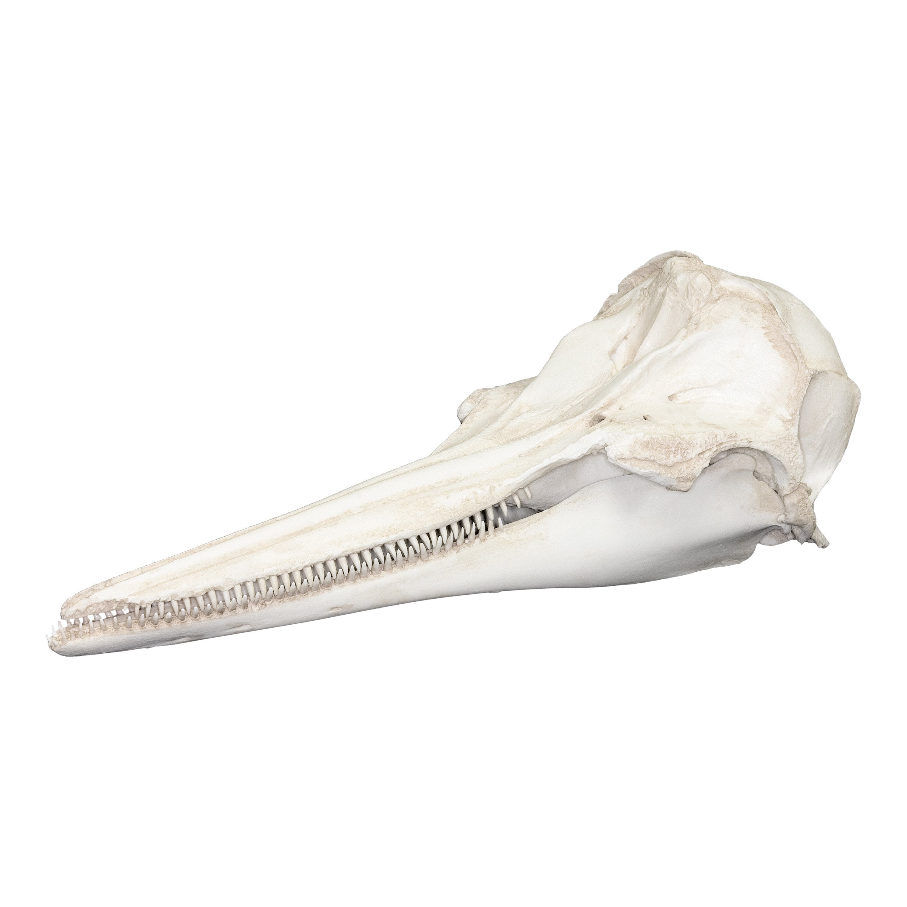 Replica Pantropical Spotted Dolphin Skull - Lifelike Marine Mammal Specimen for Science Education & Home Decor | Perfect for Biology Classrooms, Ocean-Themed Displays & Collector's Cabinets