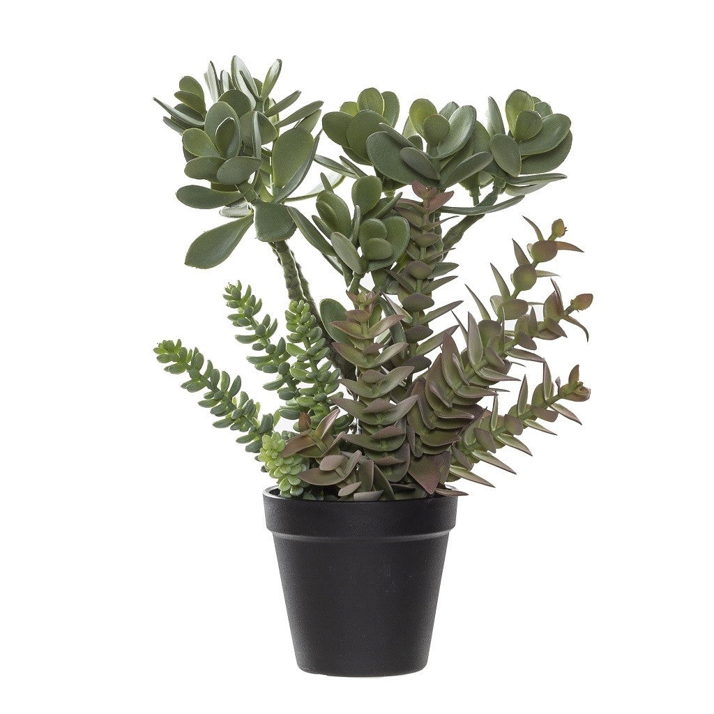 Rogue Jade Plant Garden Pot - Ceramic Succulent Planter for Indoor & Outdoor Decor - Perfect for Home, Office, and Garden Use
