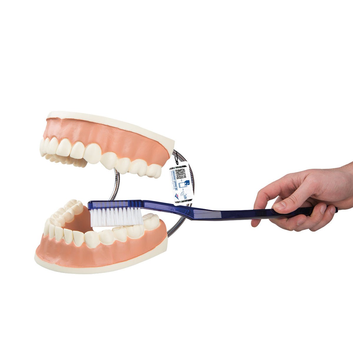 Giant Dental Care Model - 3X Life Size Demonstration Teeth for Dentist & Student Training | Perfect for Dental Offices, Classrooms & Educational Presentations