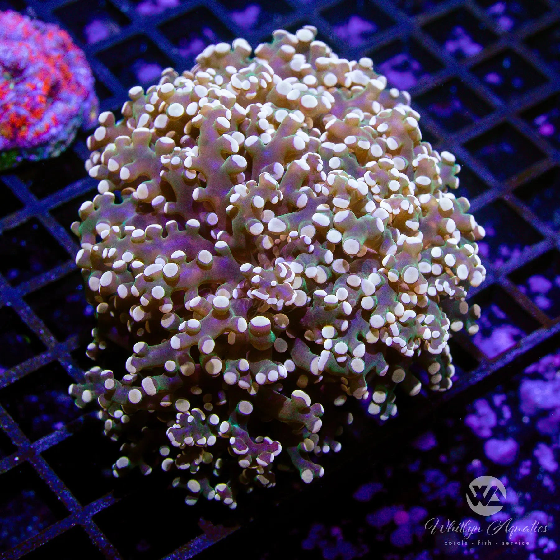A02 Gold Octospawn Coral - Premium WYSIWYG Live Coral for Saltwater Aquariums | Perfect for Reef Tanks & Marine Aquascaping