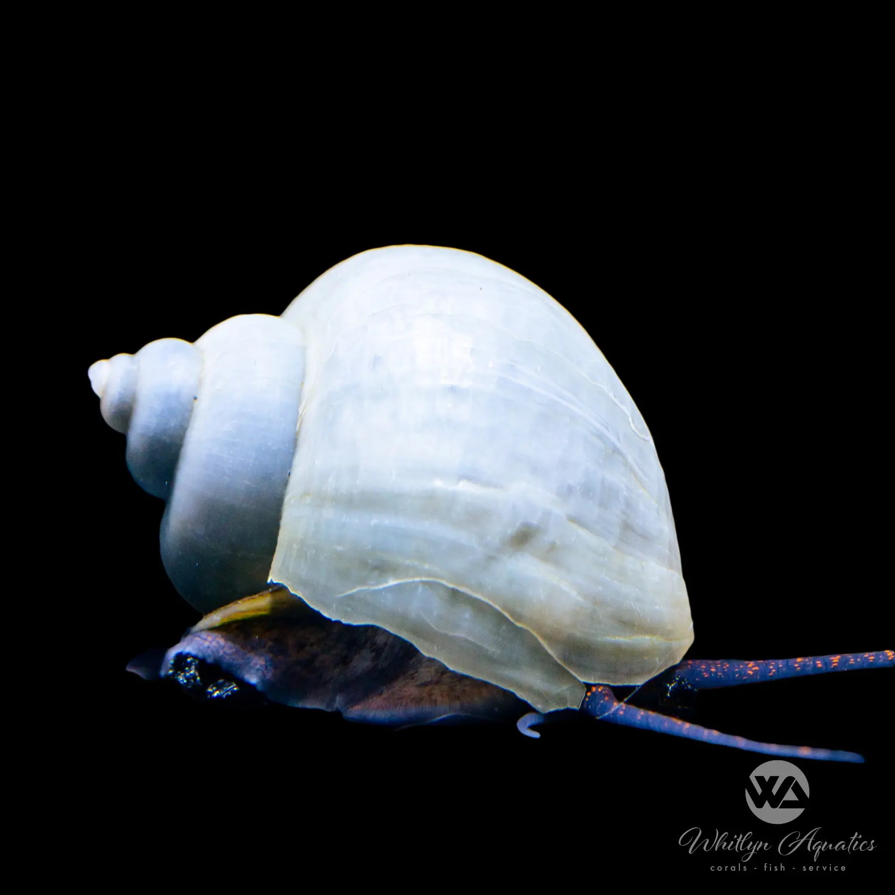 Premium Blue Mystery Snail (Pomacea sp.) - Live Freshwater Aquarium Snail for Planted Tanks & Fish Tanks