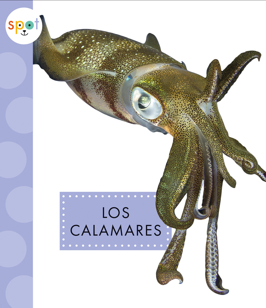 Fresh Squid for Cooking - Premium Calamari Seafood for Grilling, Frying & Pasta Dishes | Perfect for Home Chefs & Seafood Lovers