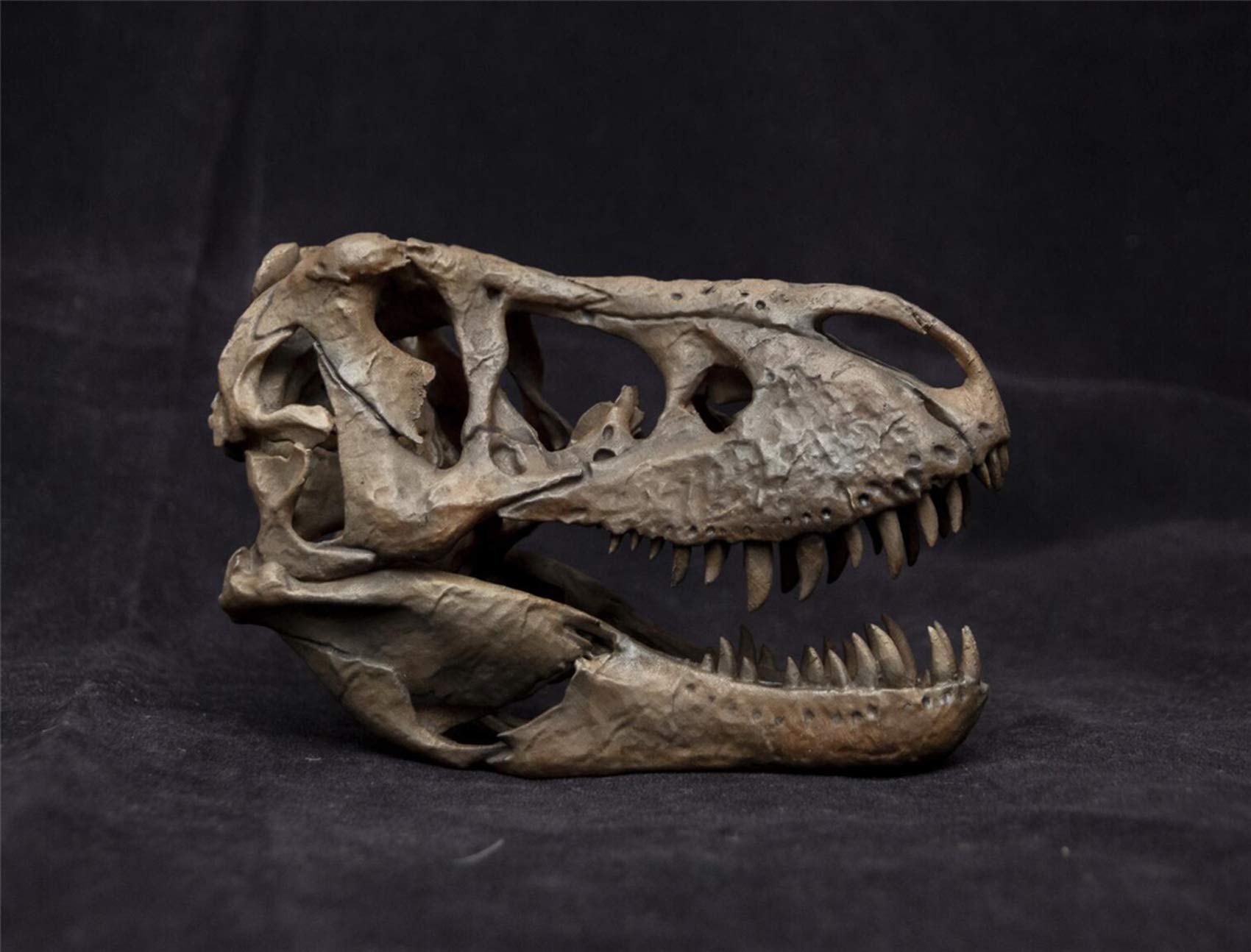 1:10 Scale Tyrannosaurus Rex Trix Skull Statue - Realistic Dinosaur Figure, Tyrannosauridae Resin Model Toy - Collector's Decor Gift for Adults | Home Office Display, Dinosaur Enthusiast Collection, Birthday Present Idea