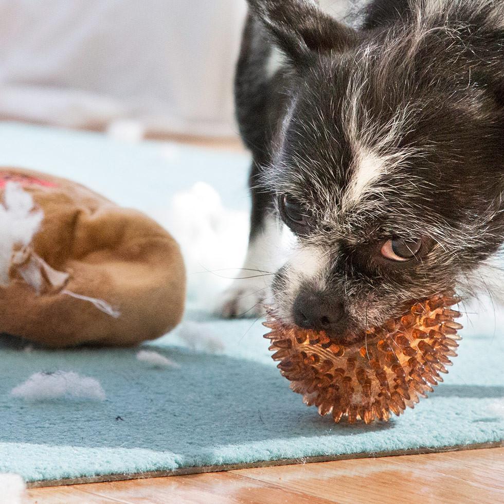 $18 ONLY: BarkShop Mr. Chewniverse’s Muscles Dog Plush Toy - Durable & Cute Chew Toy for Small & Large Dogs - Perfect for Playtime, Training & Cuddling