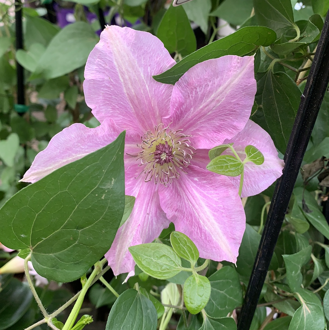 Clematis 'Neva Boulevard' Evipo050 - Premium Climbing Flower Plant for Gardens, Fences & Trellises | Perfect for Outdoor Landscaping & Patio Decor