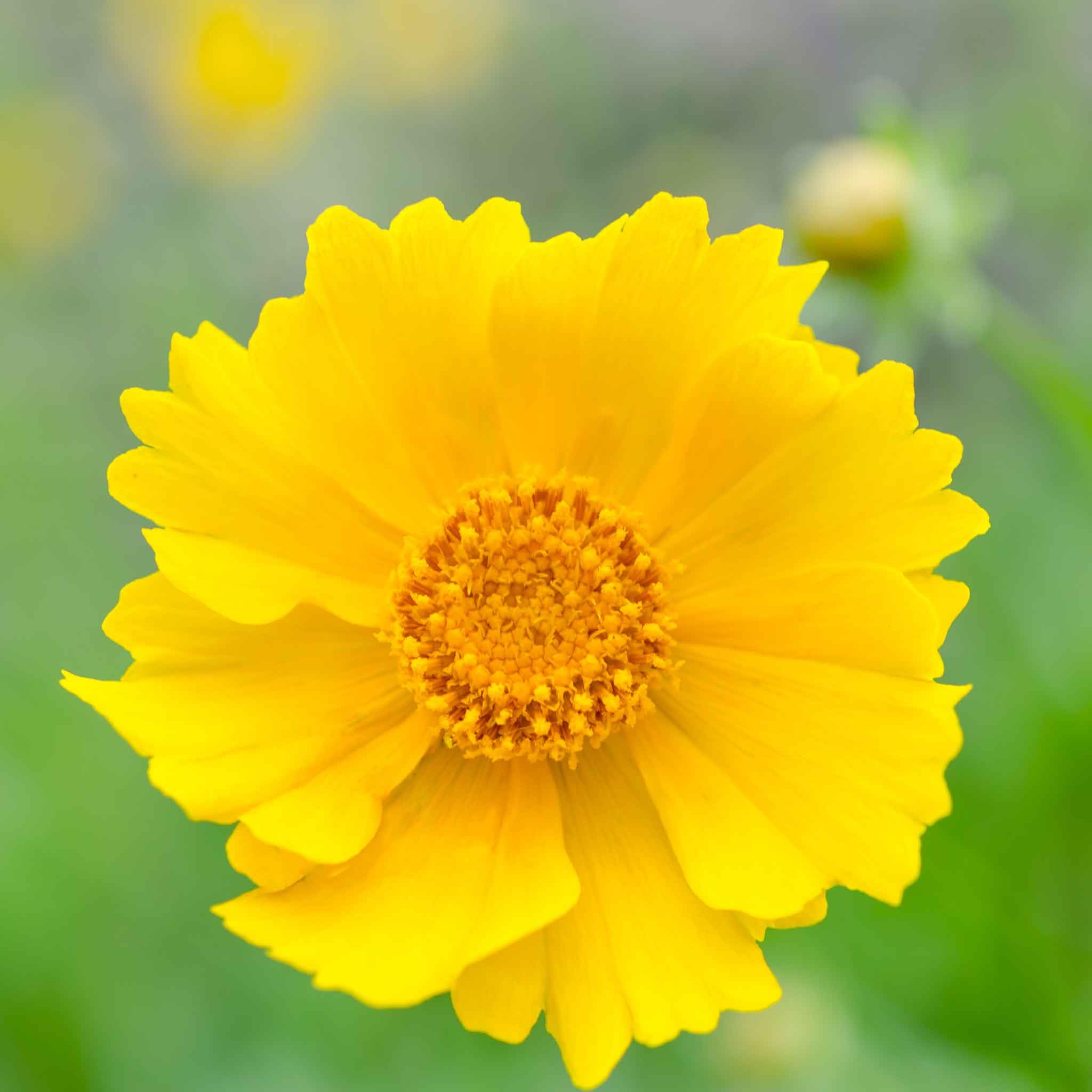Lance-Leaf Coreopsis Seeds for Planting | Eden Brothers | Perennial Wildflower Seeds for Gardens, Borders & Pollinator-Friendly Landscapes