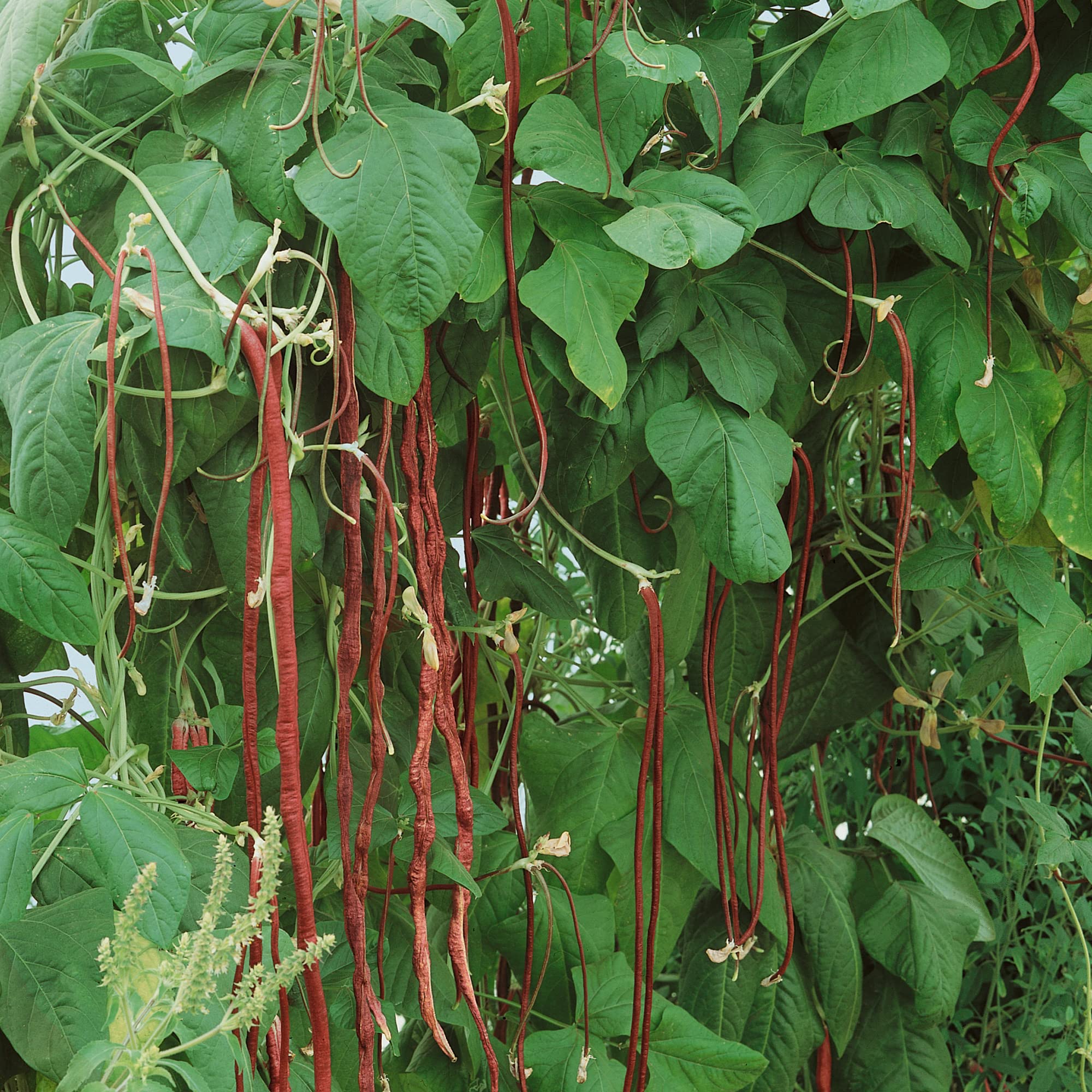 Organic Red Podded Asparagus Bean Seeds - 1 Pound ~3200 Seeds - Non-GMO, USDA Certified Organic - Heirloom Vegetable Garden Seeds - Vigna Unguiculata - Perfect for Home Gardening, Urban Farming & Sustainable Agriculture