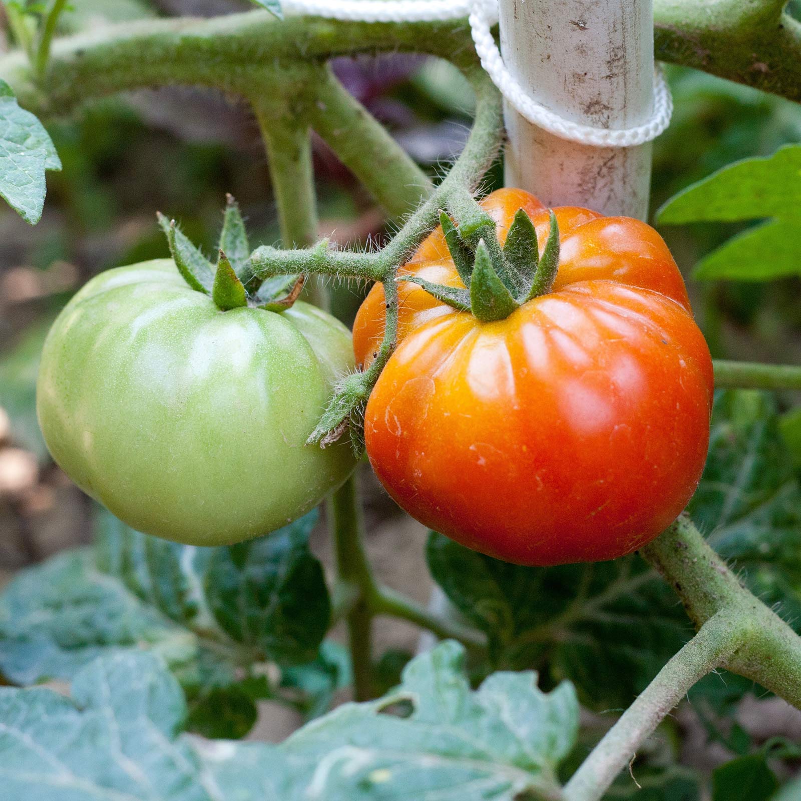 Old German Heirloom Tomato Seeds - Non-GMO, 250mg Packet (~90 Seeds) for Home Vegetable Gardening - Perfect for Organic Gardens, Greenhouses & Backyard Planting