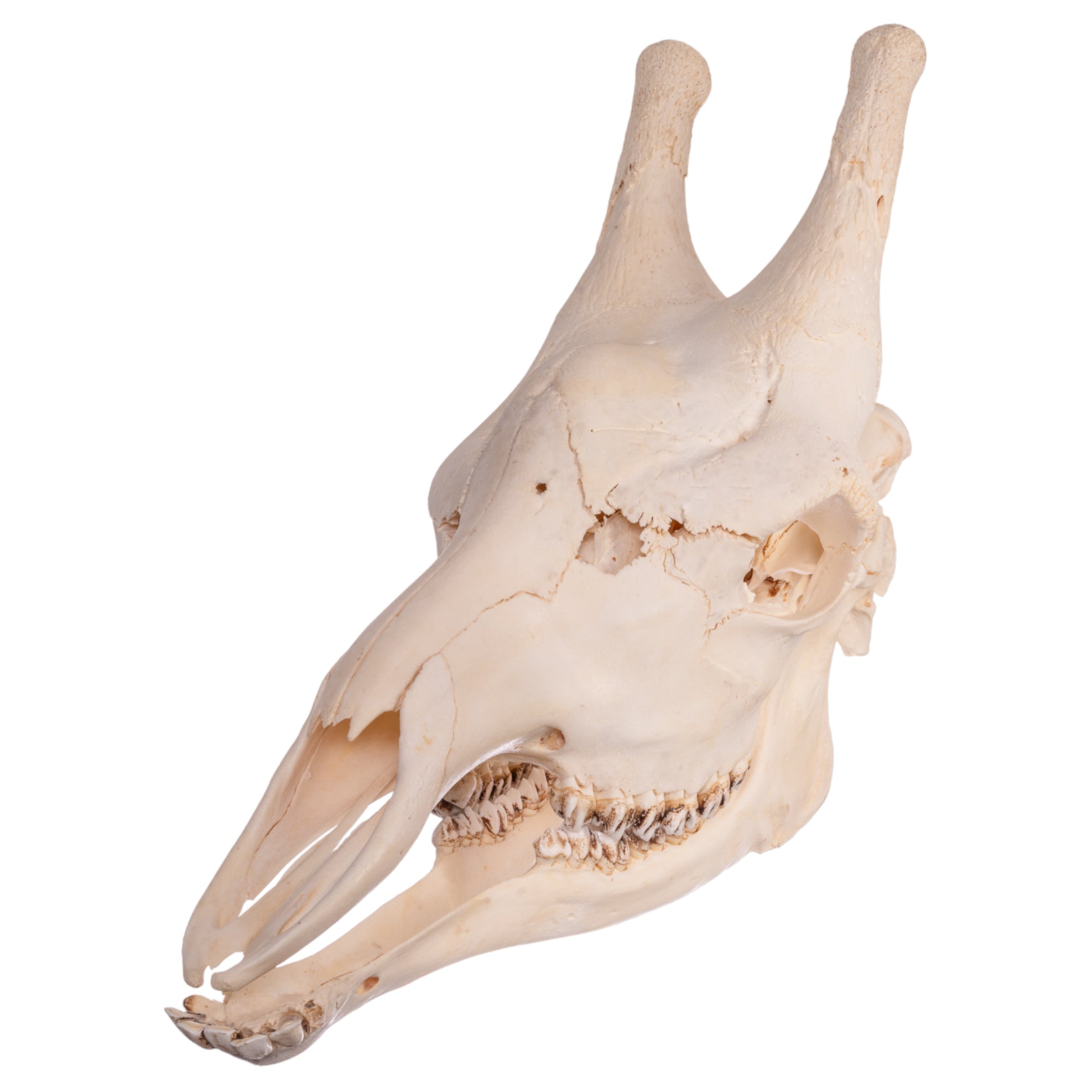 Authentic Southern Giraffe Skull - Rare Taxidermy Specimen for Home Decor, Educational Display & Unique Gift for Wildlife Enthusiasts