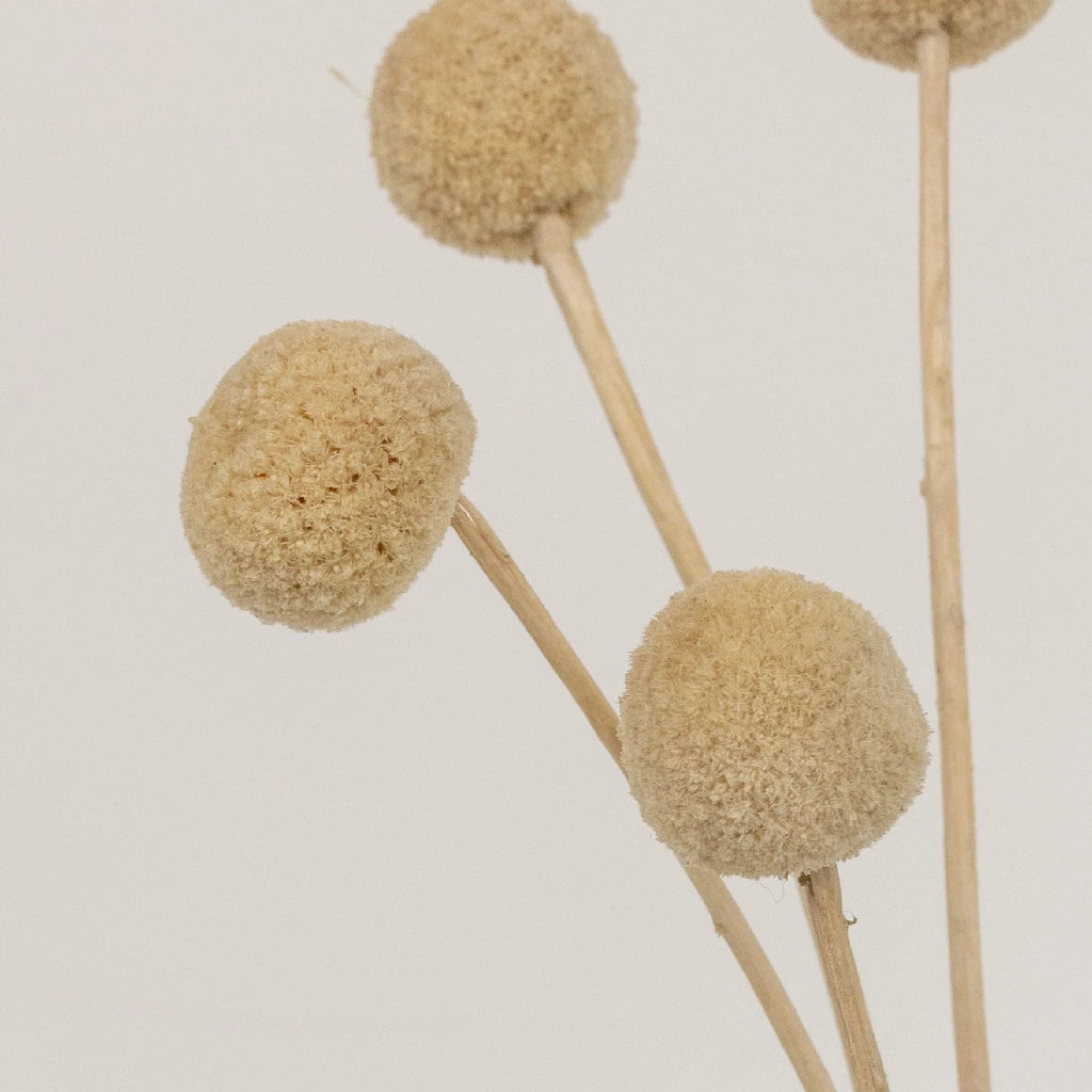 Bleached Dried Craspedia Billy Balls - Natural Golden Yellow Flowers for Home Decor, Wedding Bouquets & DIY Crafts