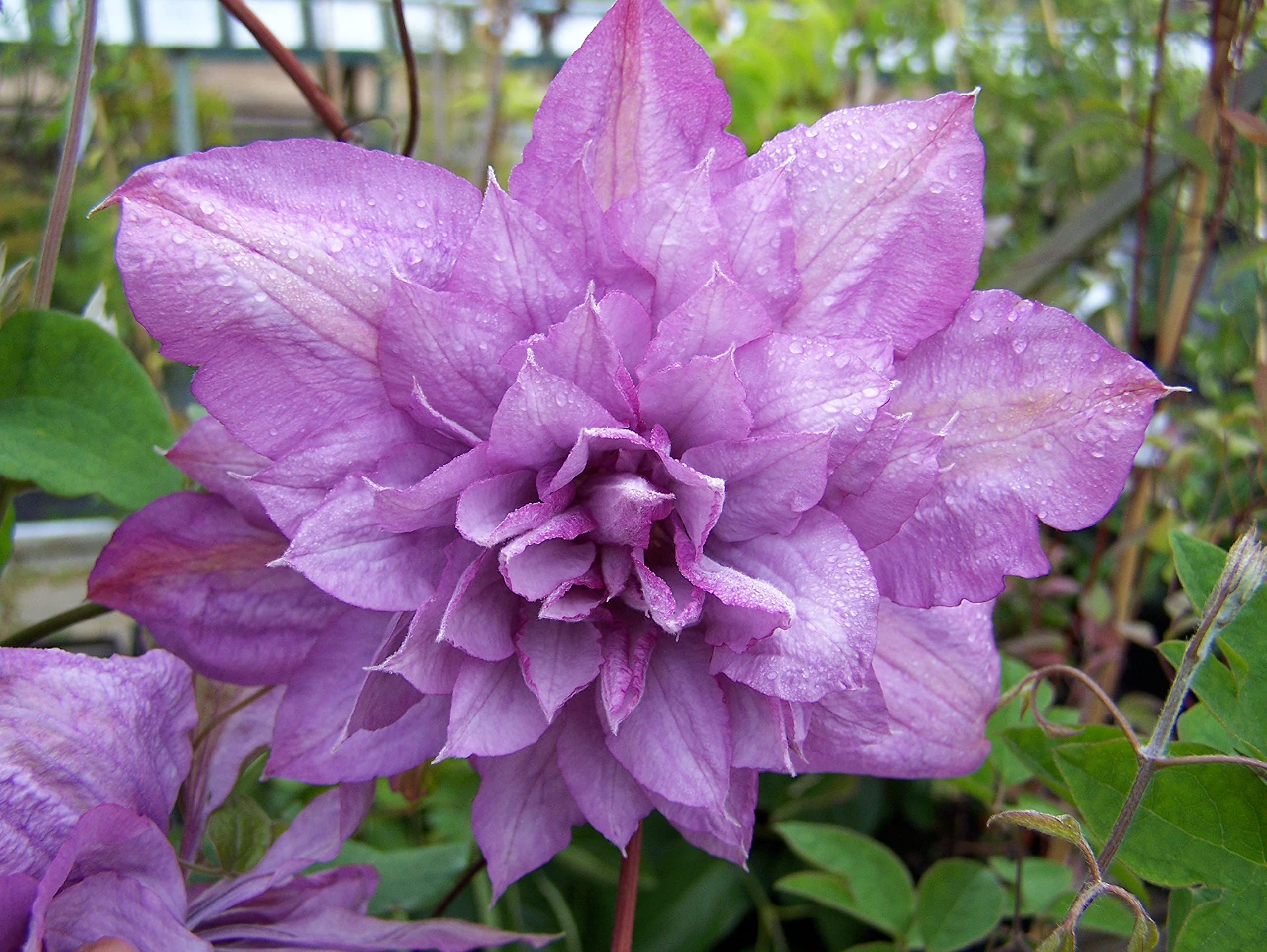 5 Live Clematis Proteus Plants in 4