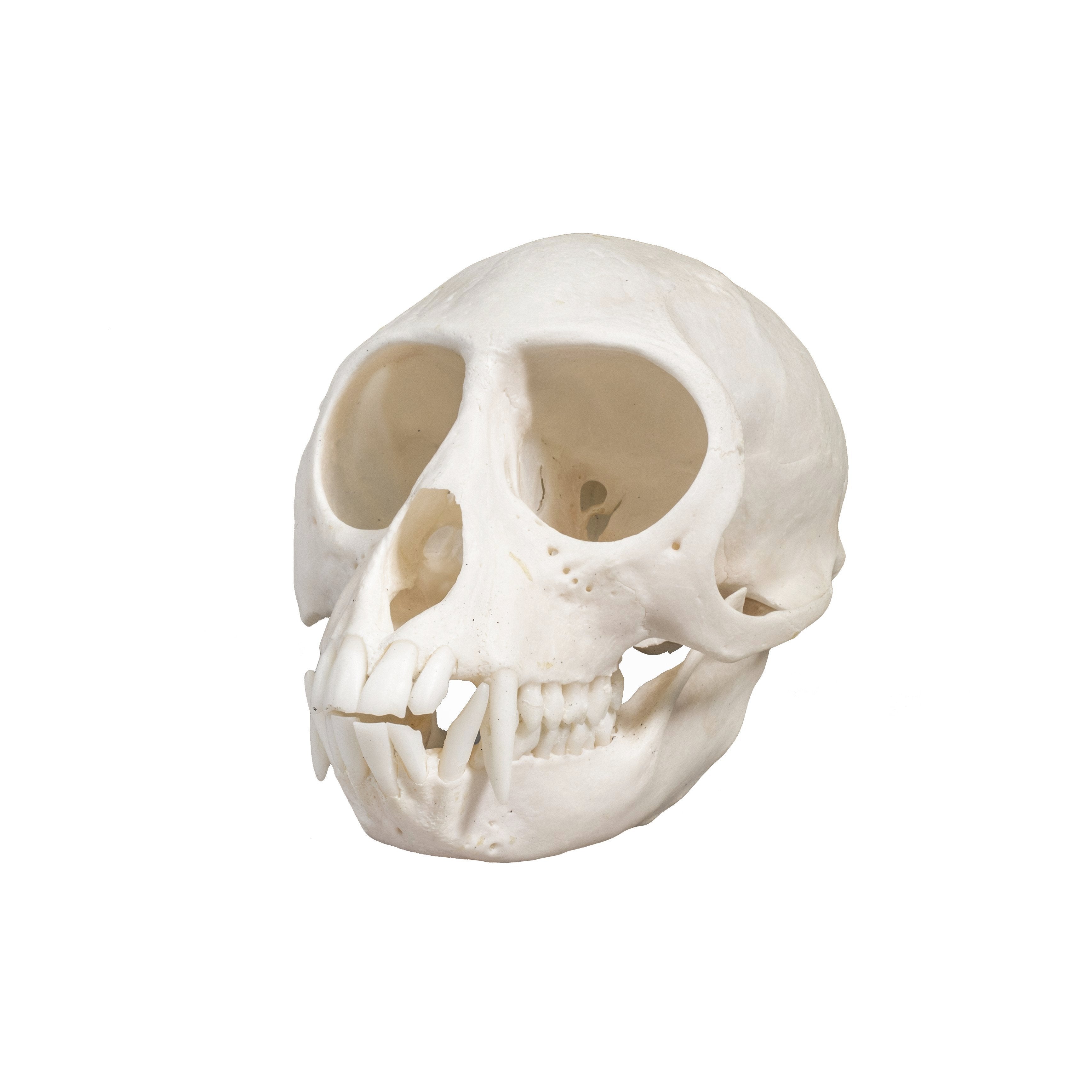 Authentic Female Vervet Monkey Skull - Rare Collectible for Anthropology Studies, Home Decor & Gothic Display