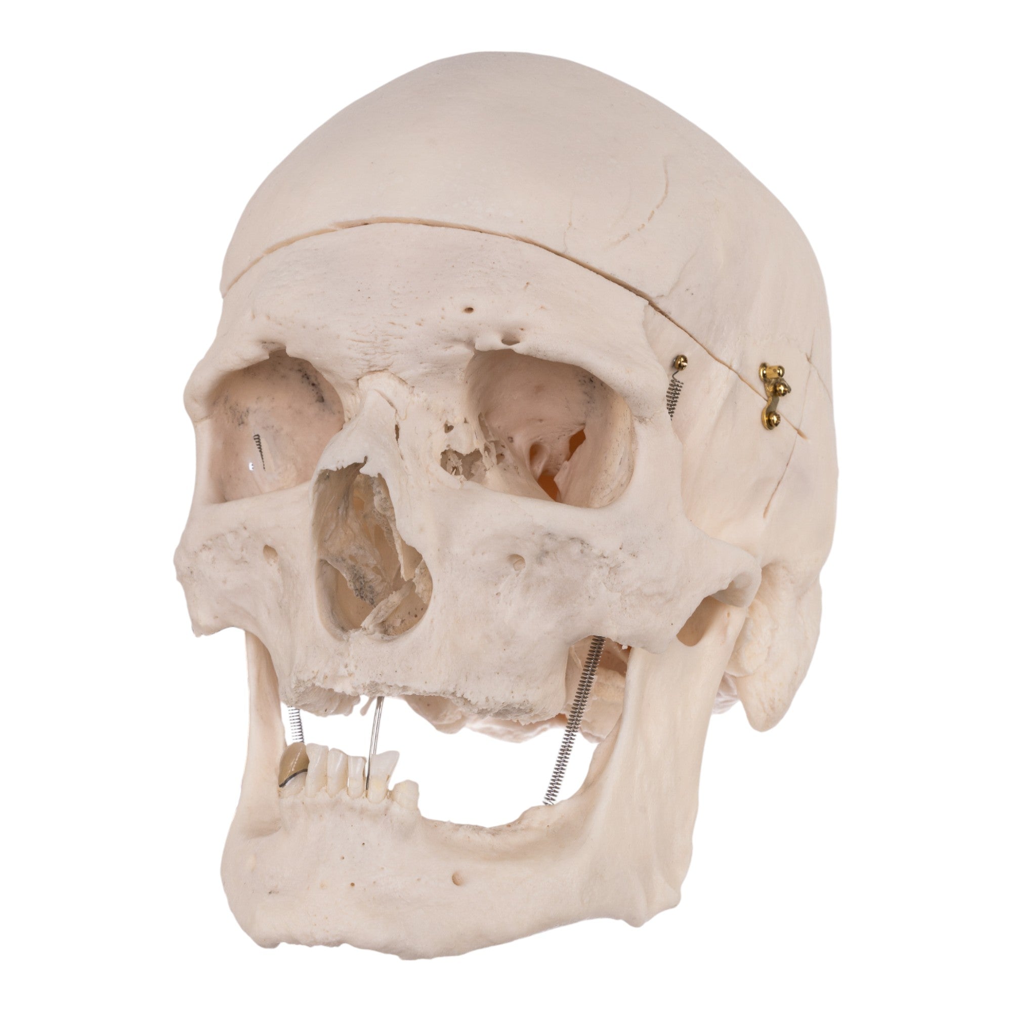 Premium Anatomical Human Skull Model for Medical Students & Researchers - Accurate Life-Size Replica for Anatomy Study, Classroom Teaching & Halloween Decor