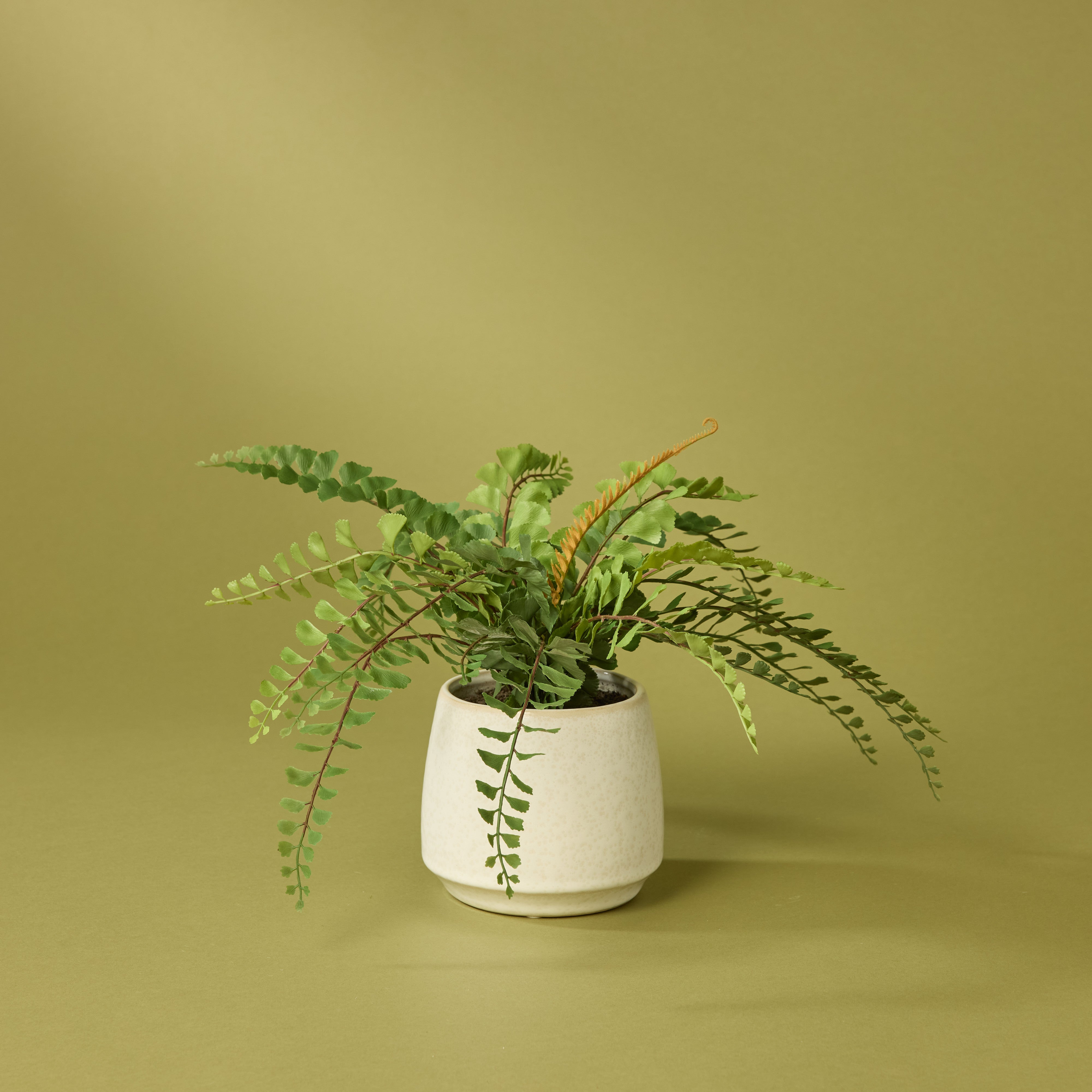 Faux Jewel Fern Gianna Pot - White 24cm Ceramic Planter for Home & Office Decor | Indoor Plant Display