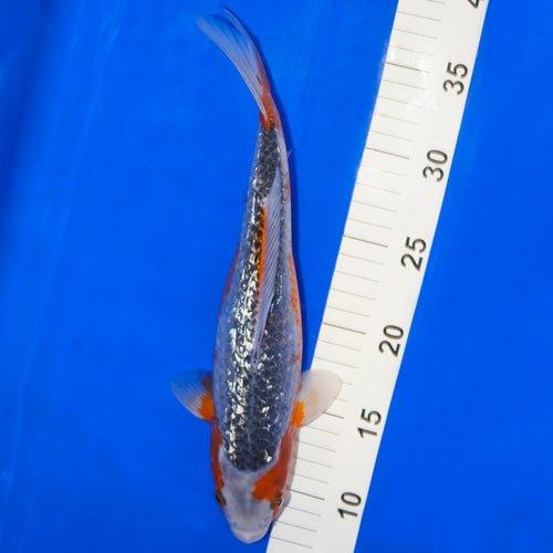 Premium Gin Rin Asagi Koi Fish 10-12 Inch - Vibrant Japanese Pond Fish for Outdoor Garden Ponds & Water Features
