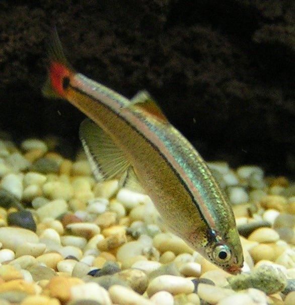 White Cloud Mountain Minnow Fish - Live Freshwater Aquarium Fish for Tanks & Ponds | Perfect for Beginners, Community Tanks & Coldwater Setups