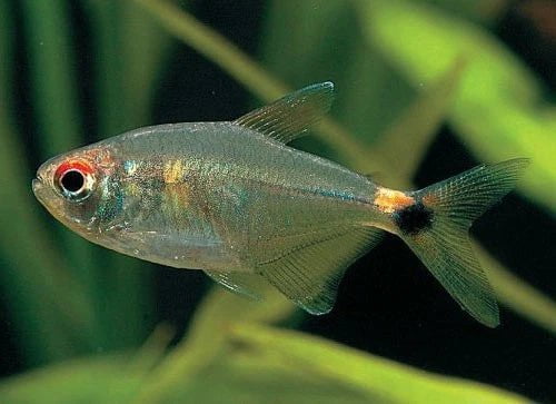 Head and Taillight Tetra Fish (Hemigrammus Ocellifer) - Live Aquarium Fish for Freshwater Community Tanks